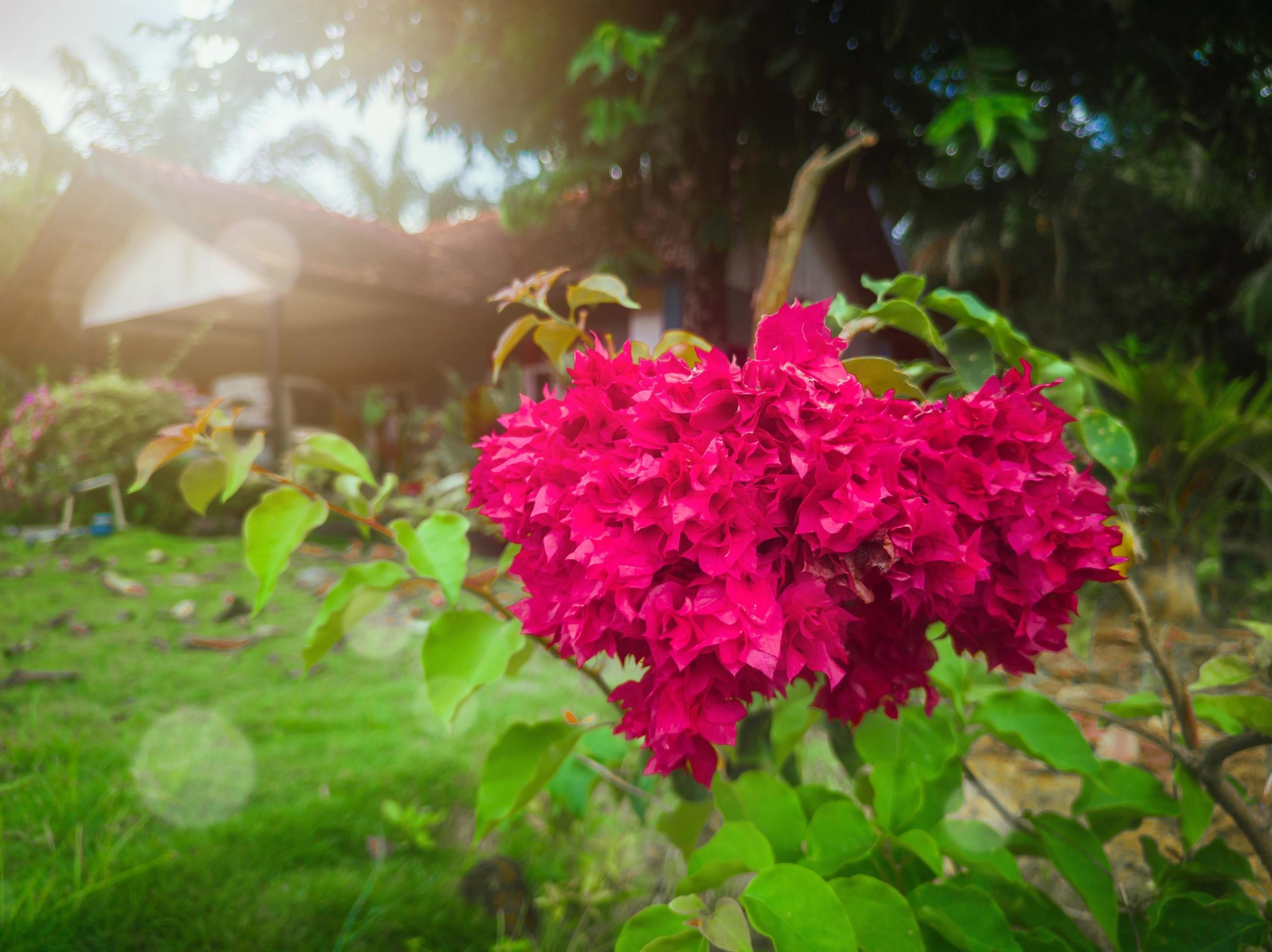 Bougainvillea flowers for ornamental plants in the garden with sunshine Stock Free