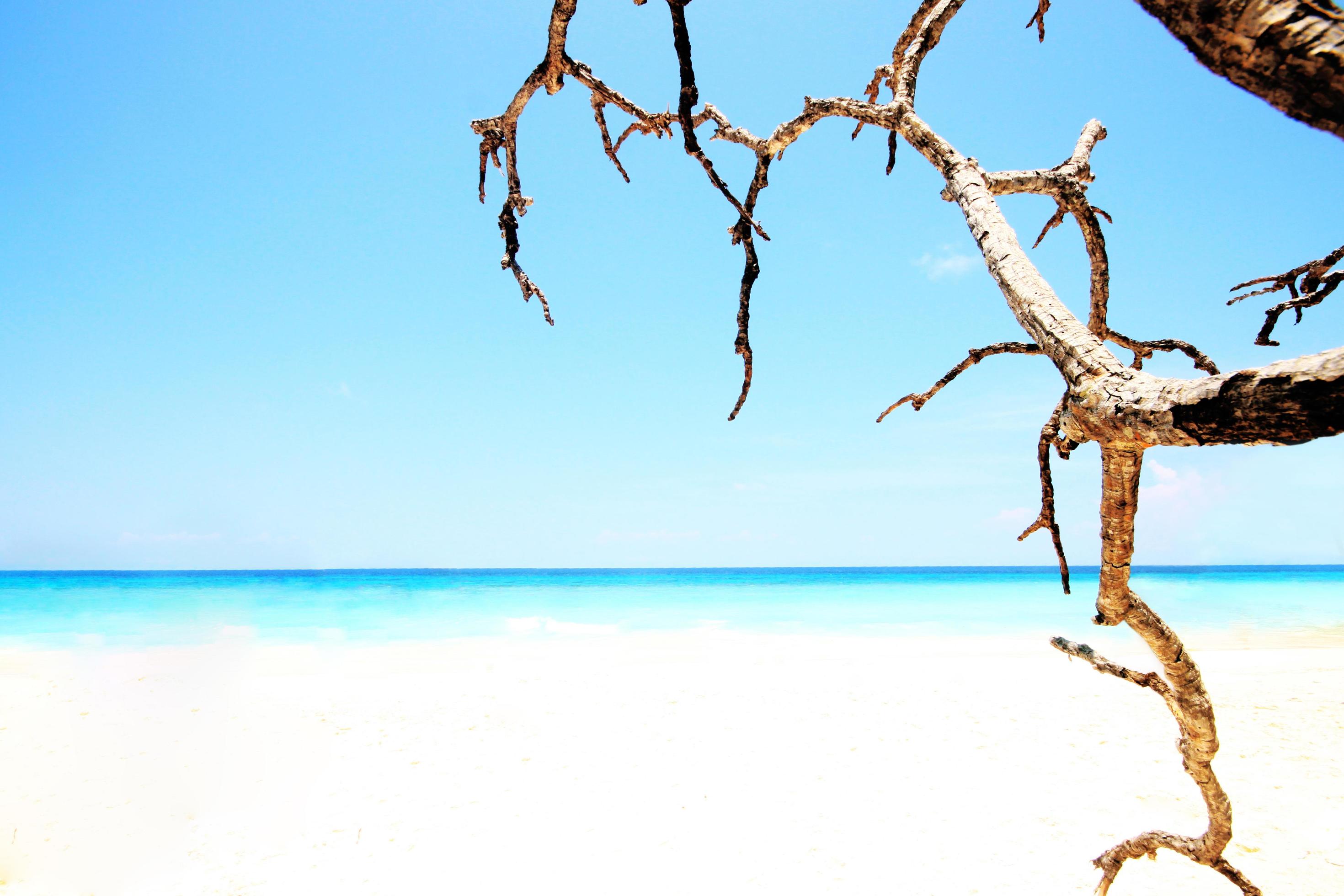 Beautiful summer seascape in tropical beach with calm ocean and dry branches in blue sky. Stock Free