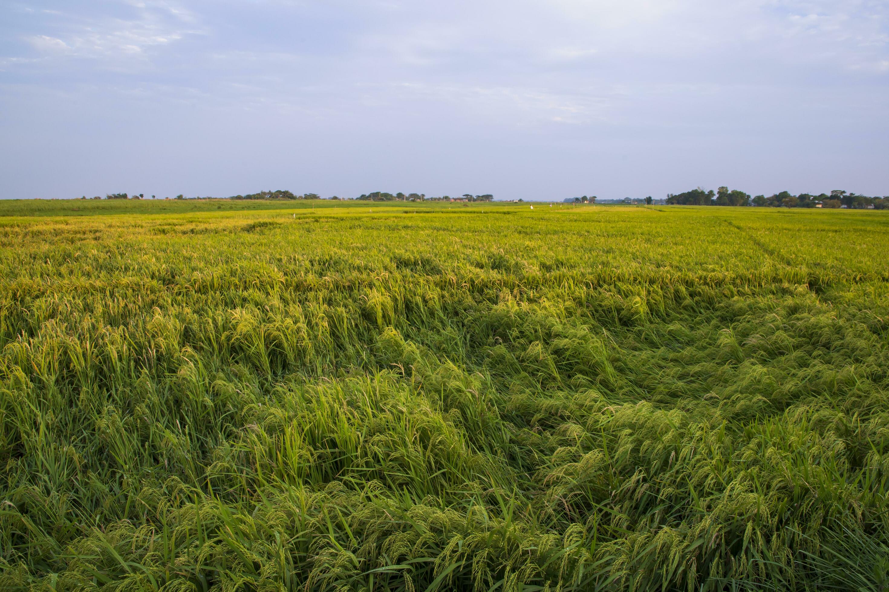 Natural landscape view of agriculture harvest Paddy rice field in Bangladesh Stock Free