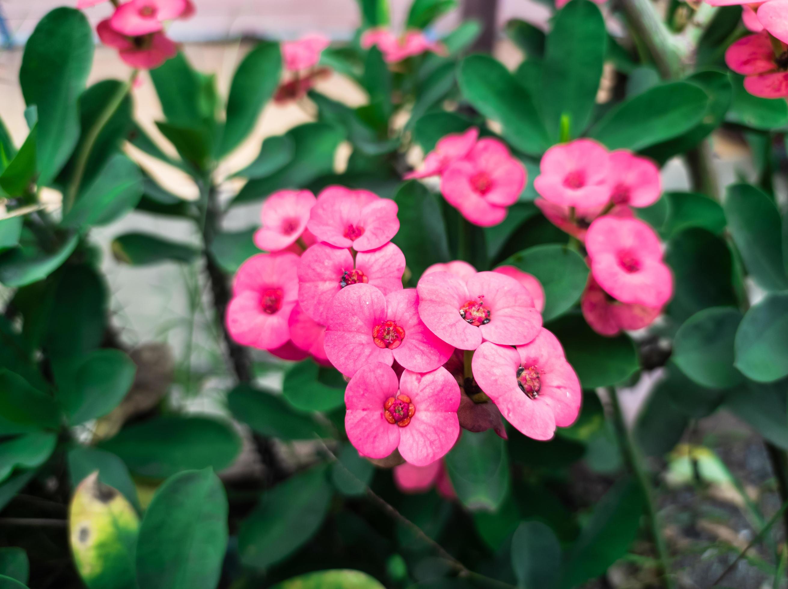 pink Euphorbia flower ornamental plants in the garden Stock Free