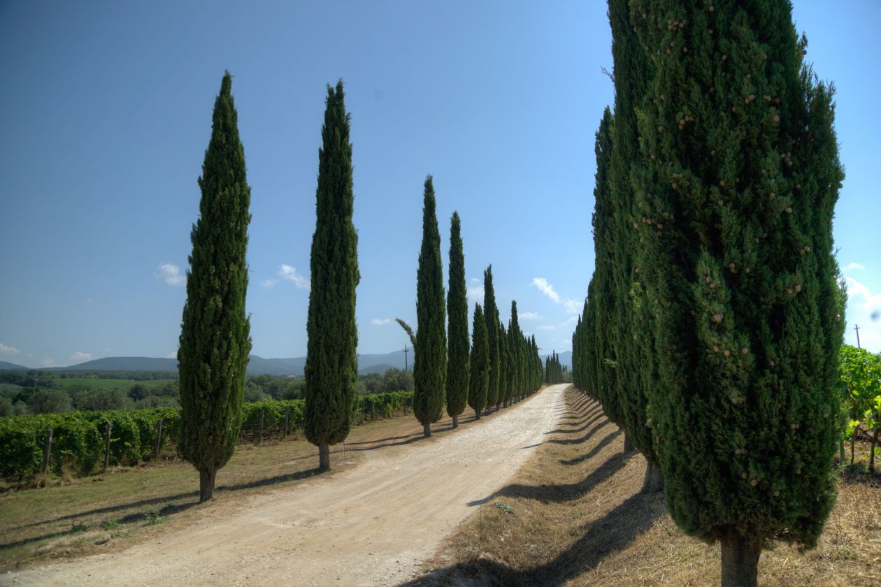 Tuscan road Stock Free