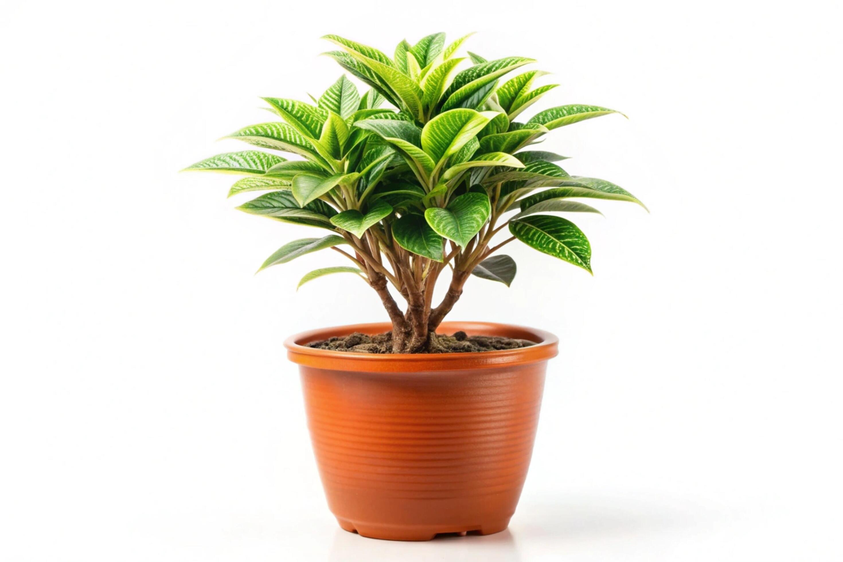 Small plant isolated on white background Stock Free