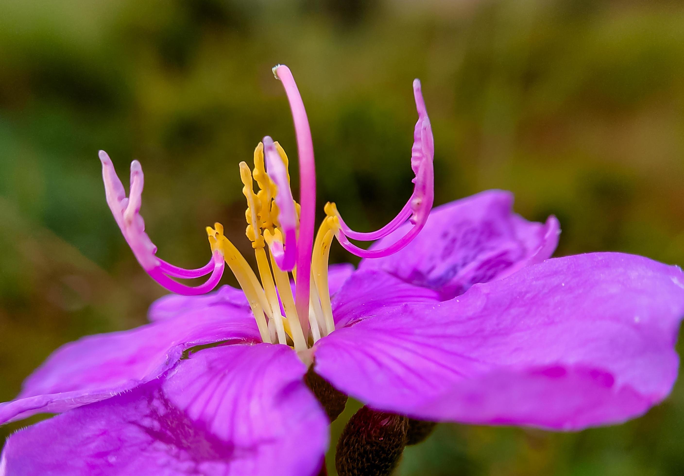 Senduduk or known scientifically as Melastoma malabathricum, beautiful purple flower, flower wallpaper Stock Free