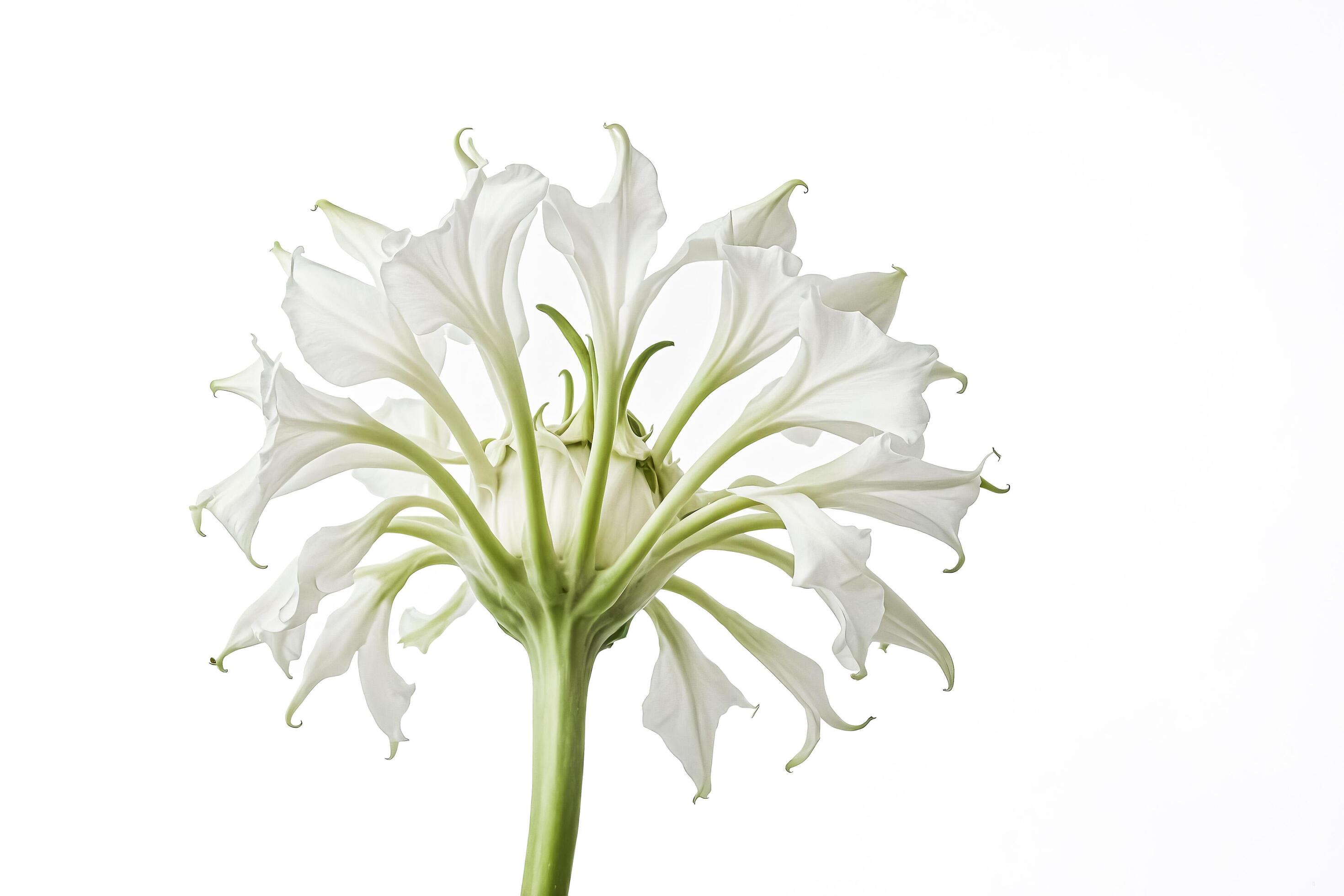 White Flower with Green Stem on White Background Stock Free