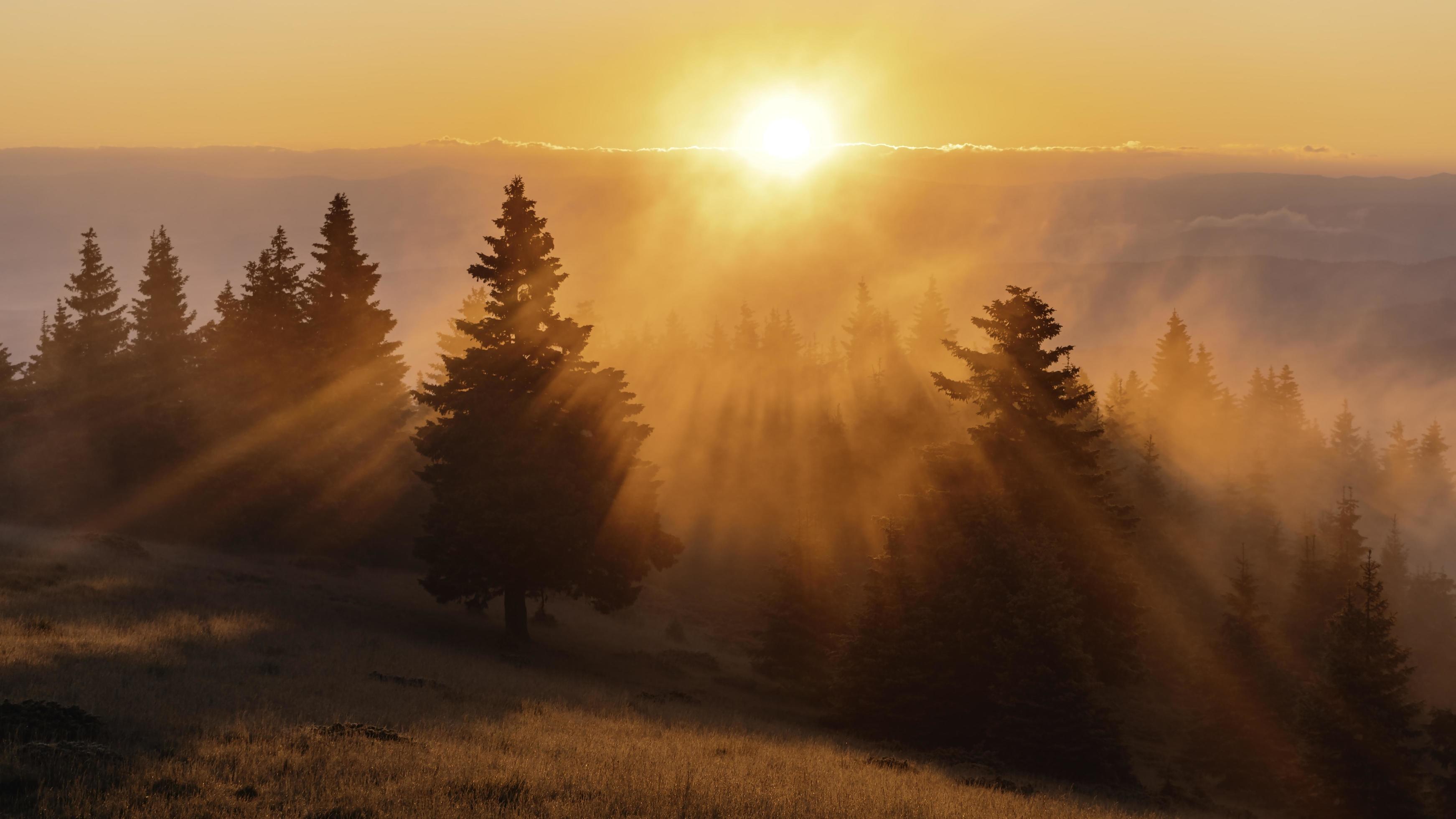 Green trees on colorful sunrise light Stock Free