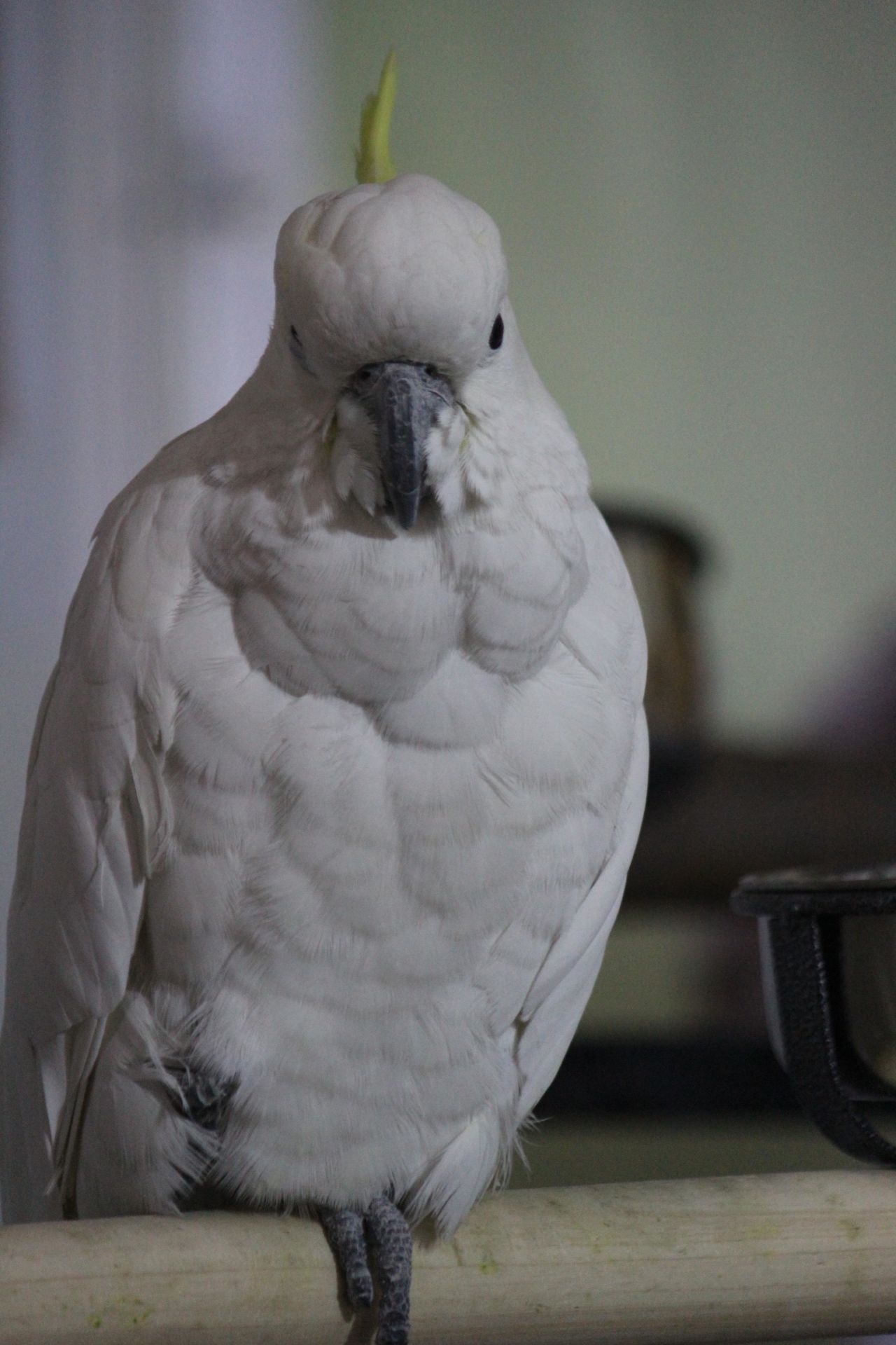 Bird Cockatoo White Sitting Stock Free