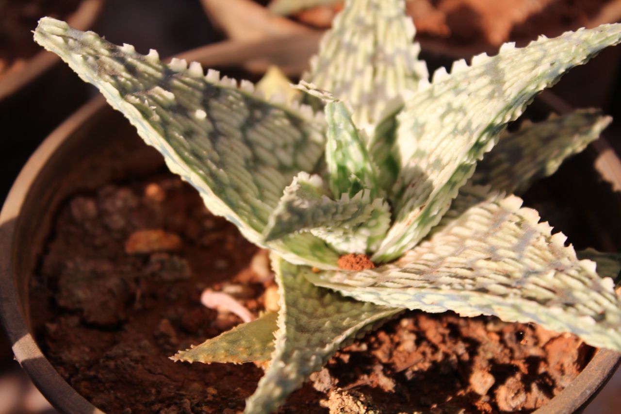 Cactus Plant Potted Stock Free