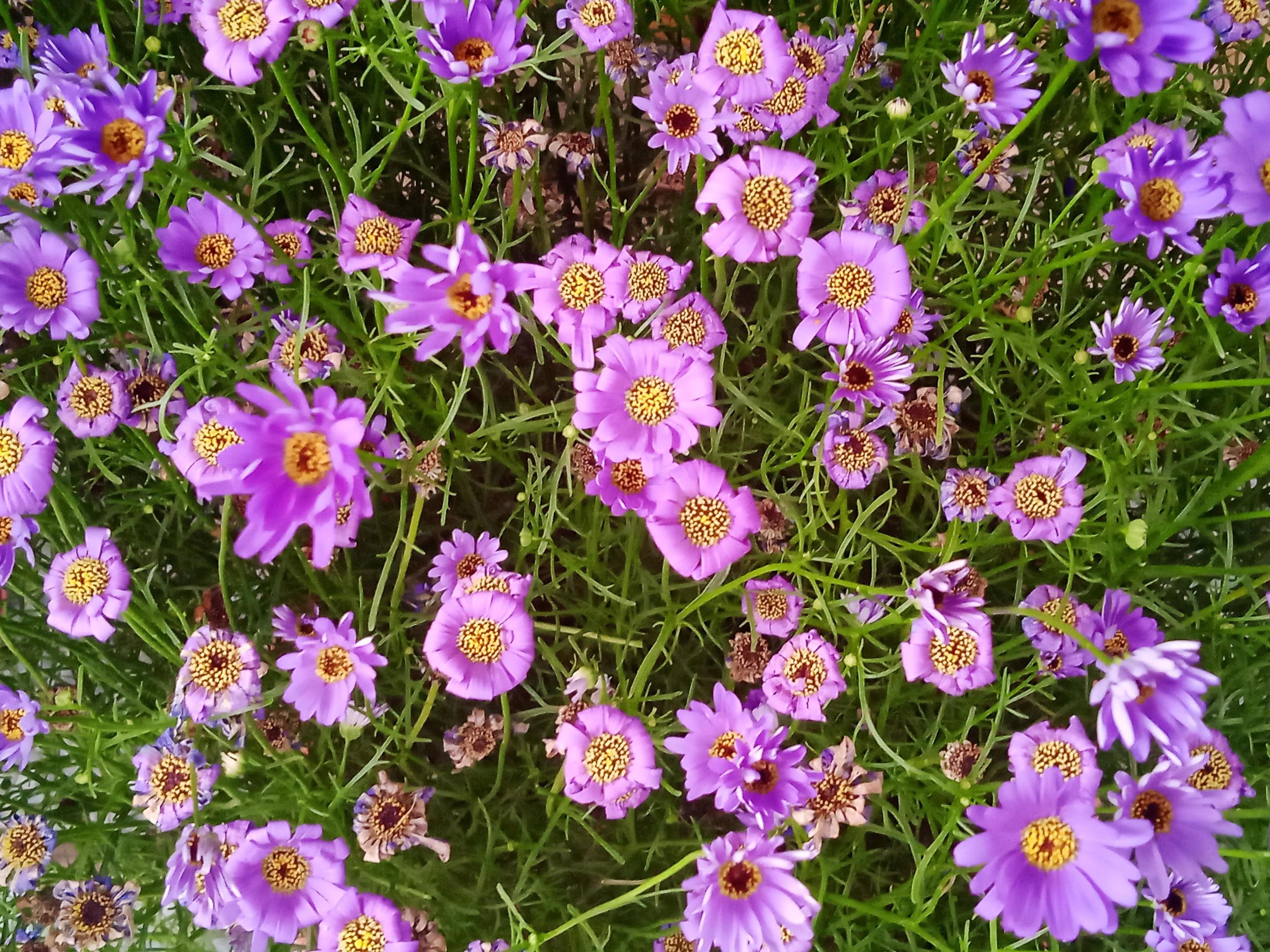 Purple flower with geen leaves Stock Free