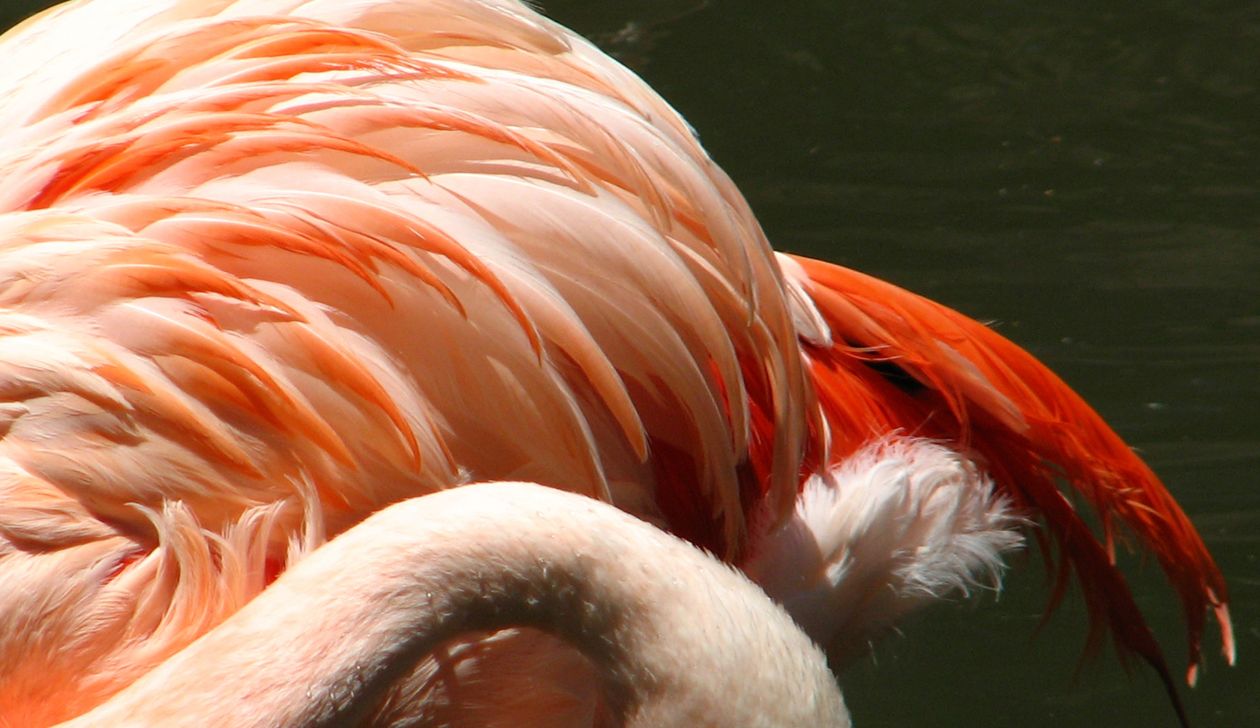 Flamingo feathers Stock Free