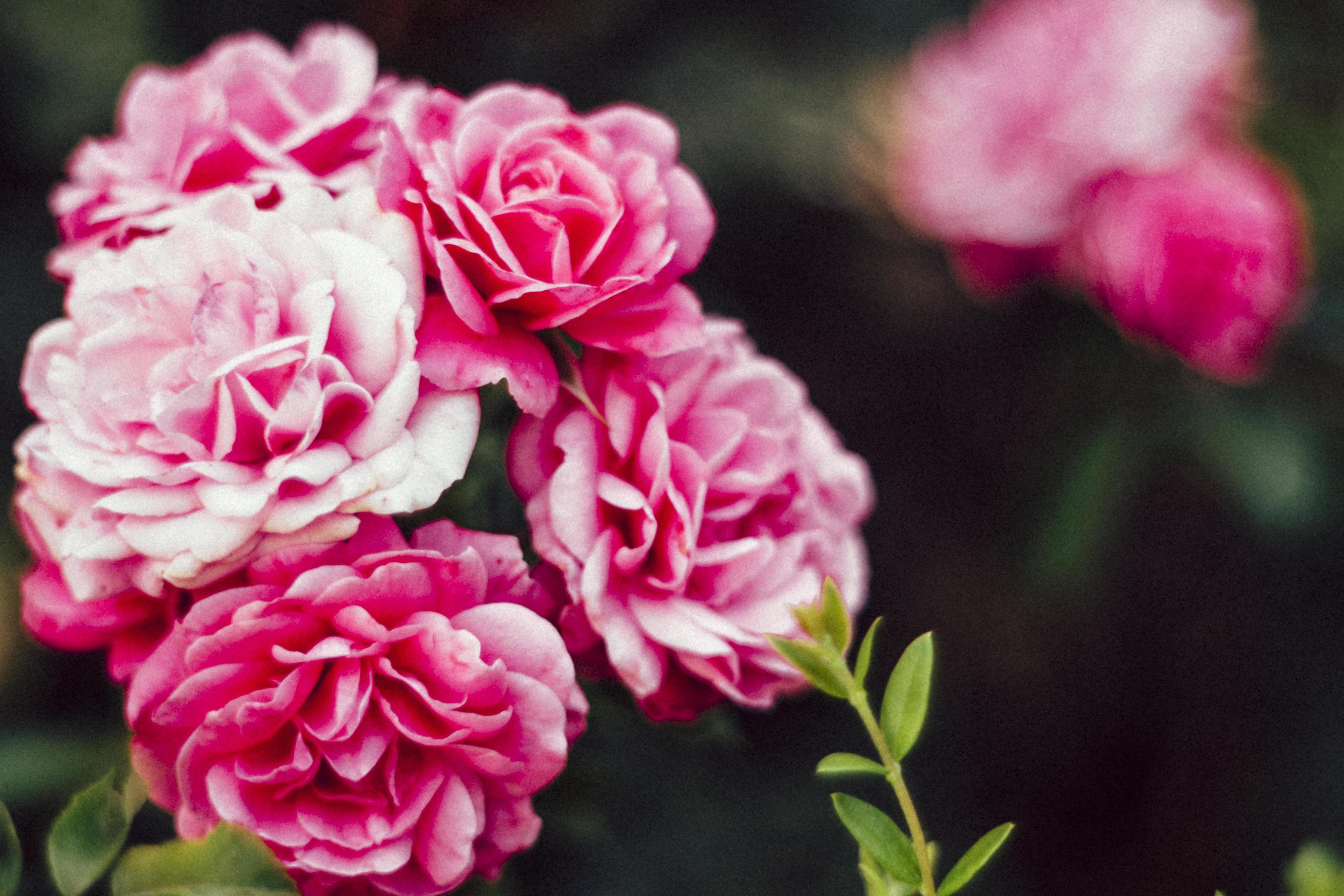 Pink flowers in selective focus Stock Free