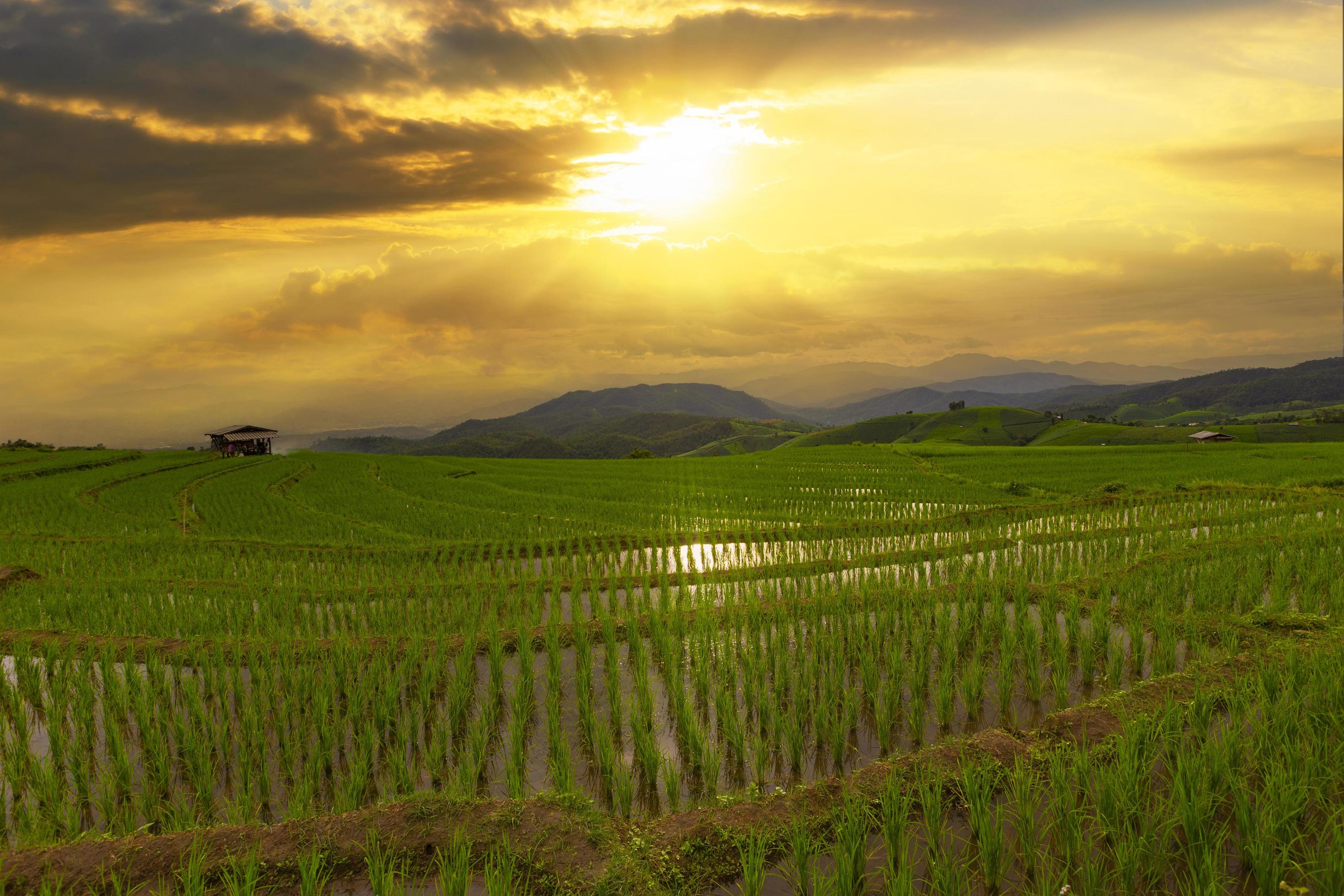 Rice field and sunset in Chiang mai, Thailand Stock Free