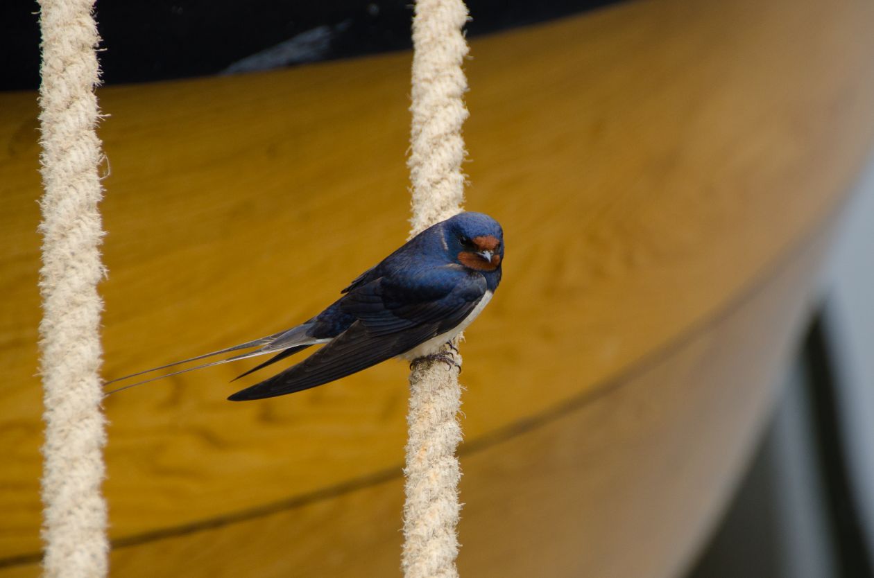 Swallow on a rope Stock Free