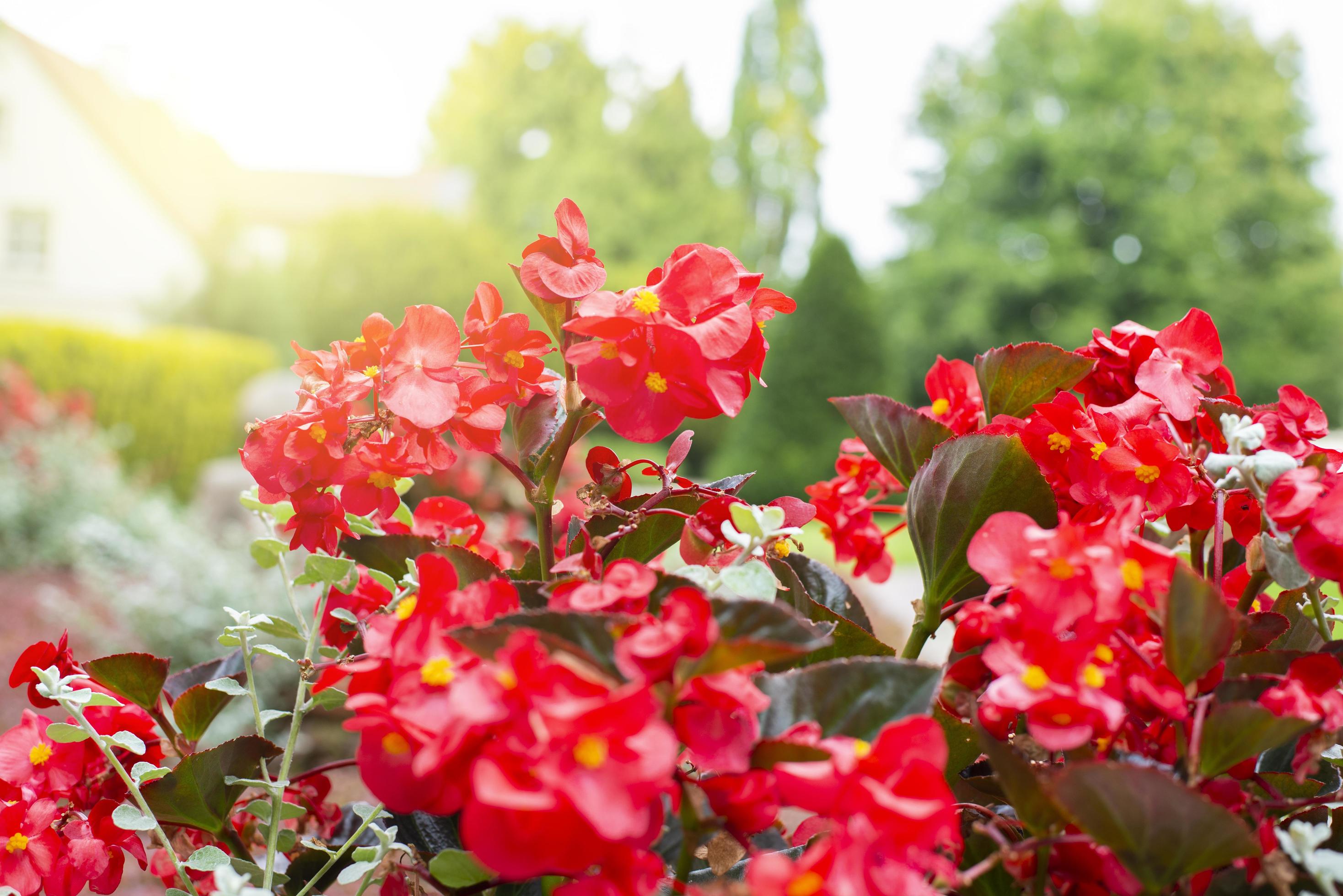 Red begonia flowers. Summer garden. Landscape. Stock Free