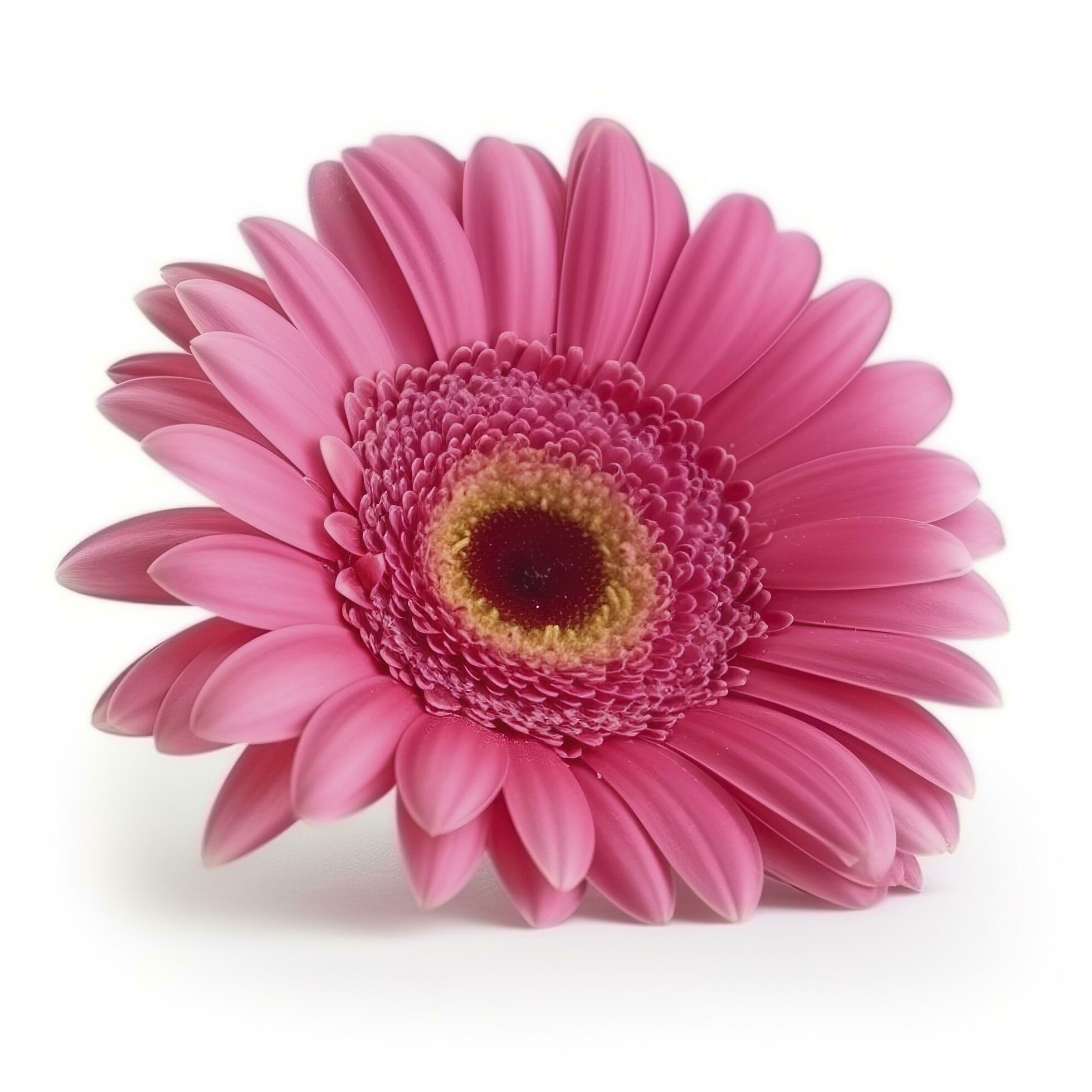 Pink gerbera flower isolated on white background, generate ai Stock Free