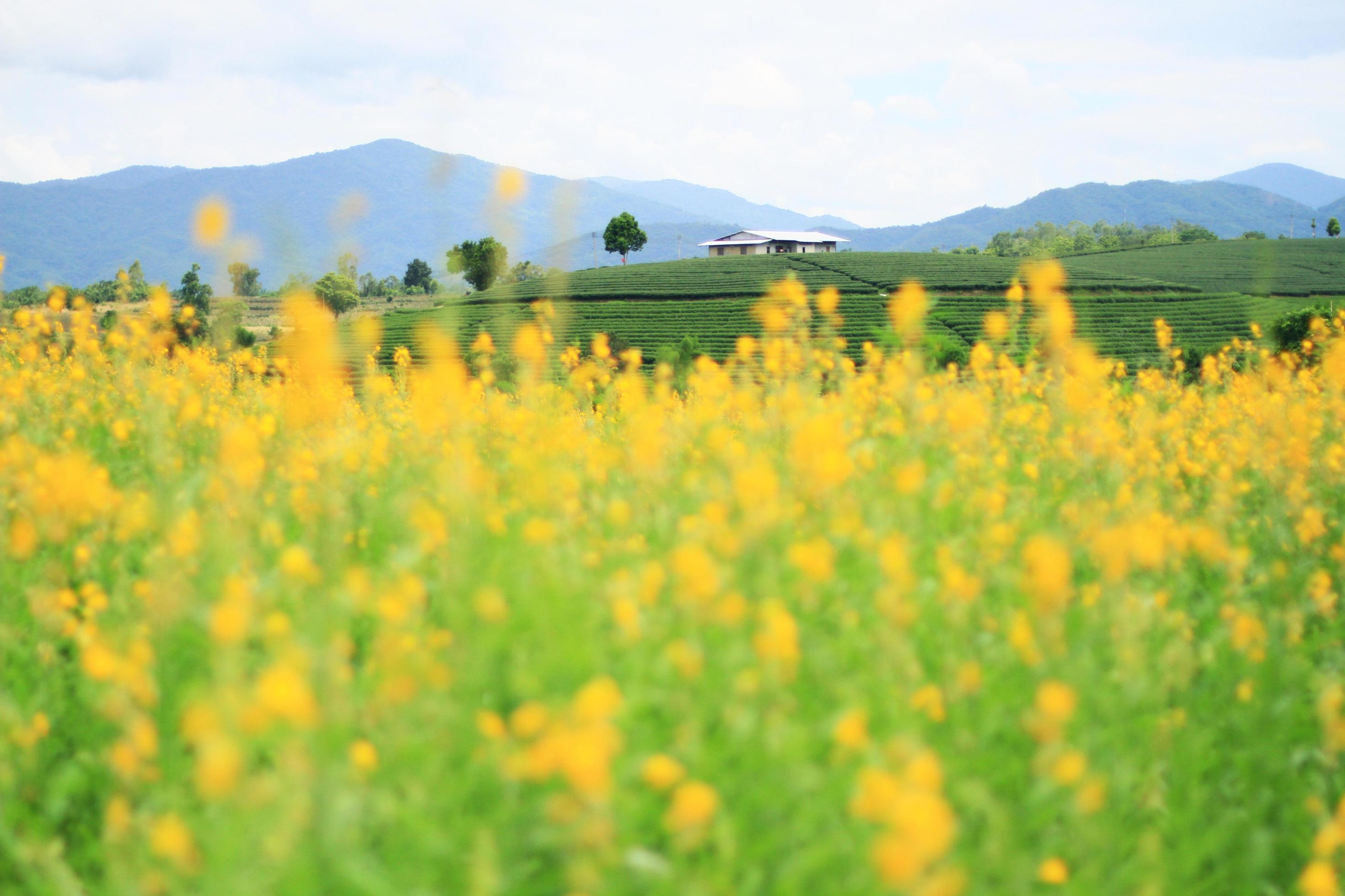 Beautiful yellow Sun hemp flowers or Crotalaria juncea farm on the mountain in Thailand.A type of legume. Stock Free