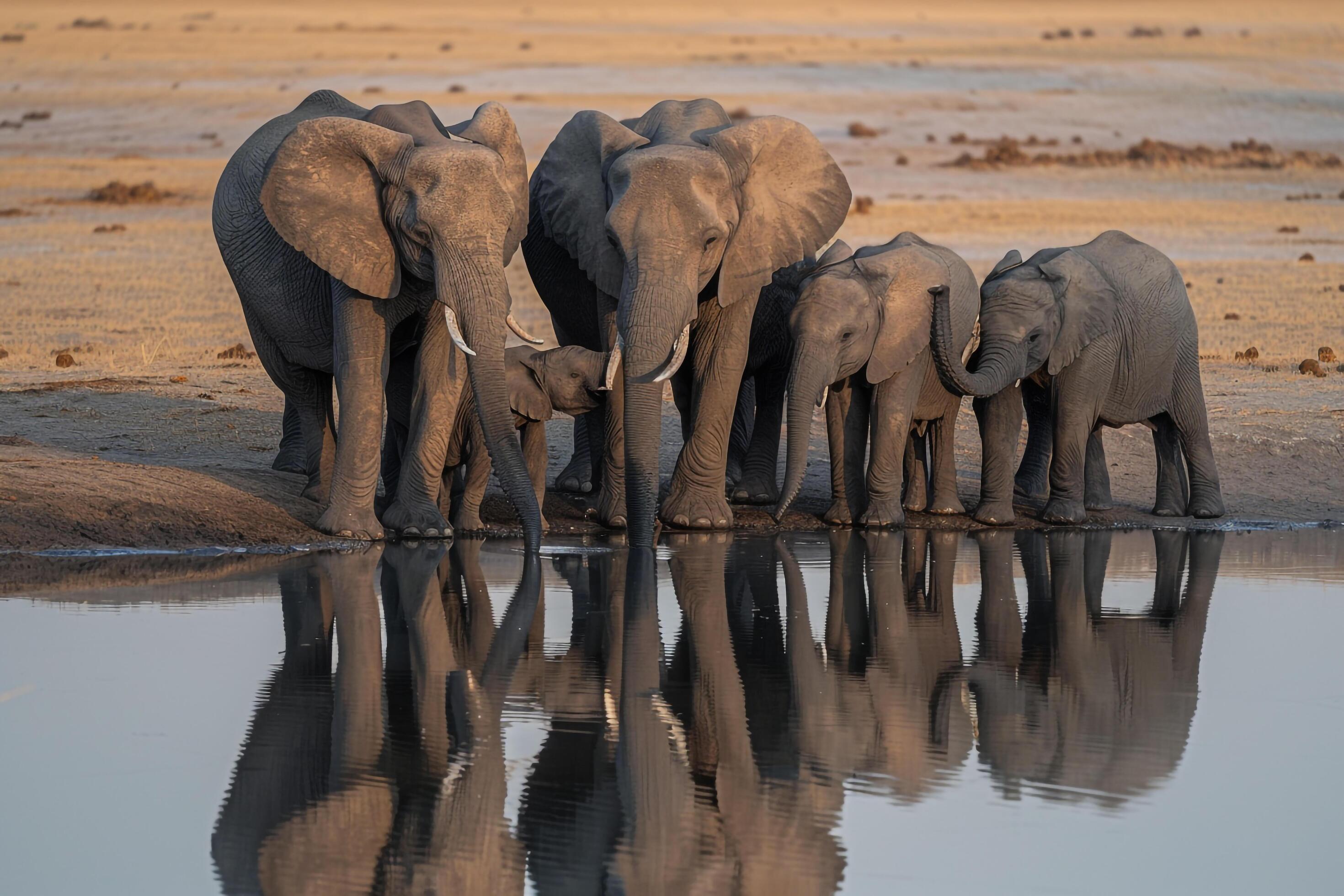 Family of Elephants Drinking at a Watering Hole Nature Background Stock Free