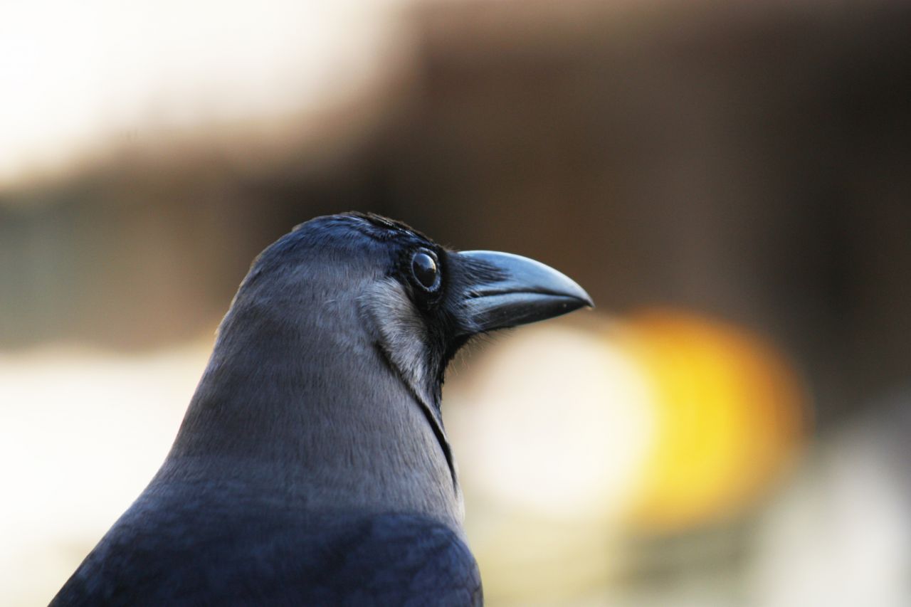 Crow Closeup Stock Free