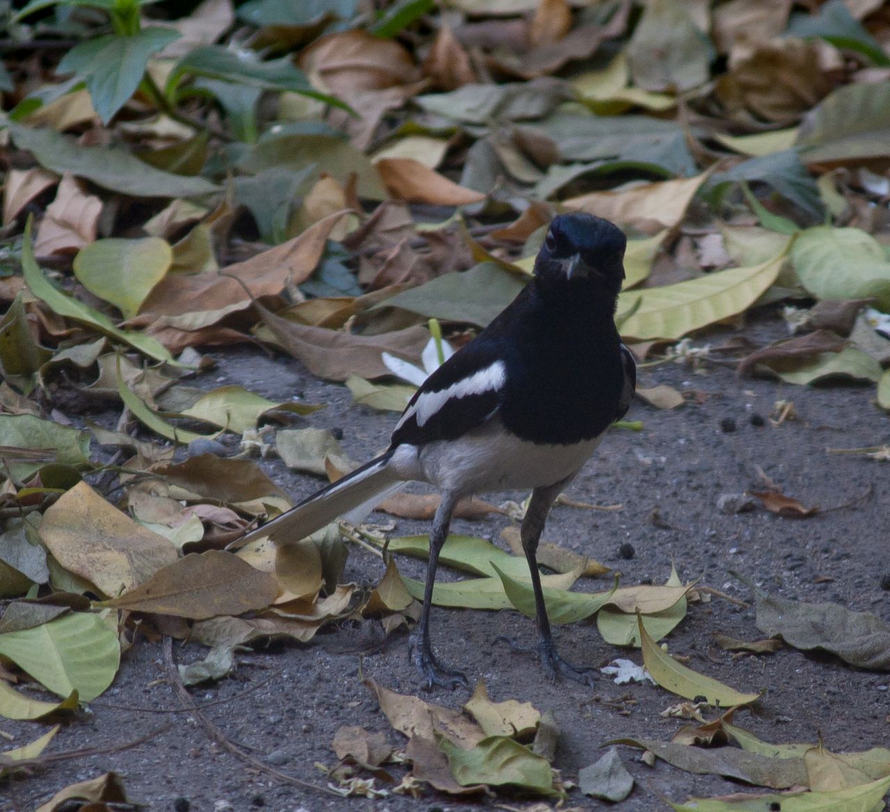 Black Bird Stock Free