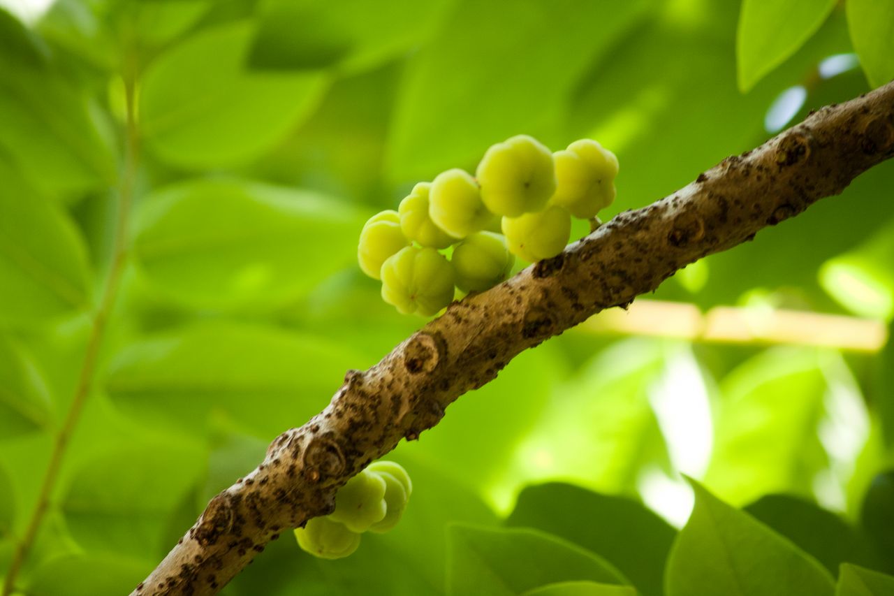 Branch Green Buds Stock Free