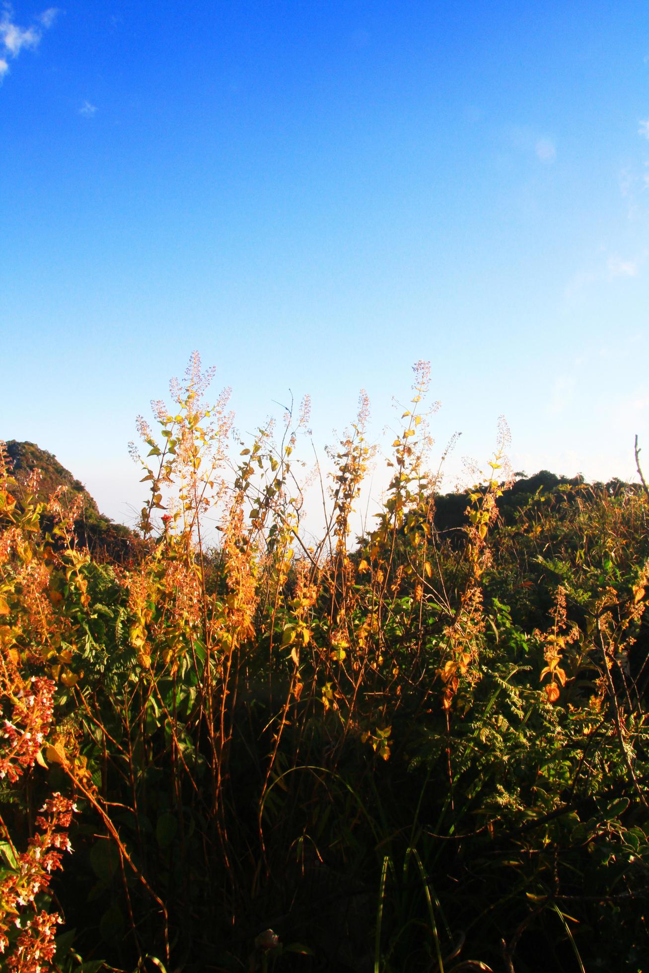 Beautiful grass flowers Landscape of rocky Limestone Mountain and green forest with blu sky at Chiang doa national park in Chiangmai, Thailand Stock Free