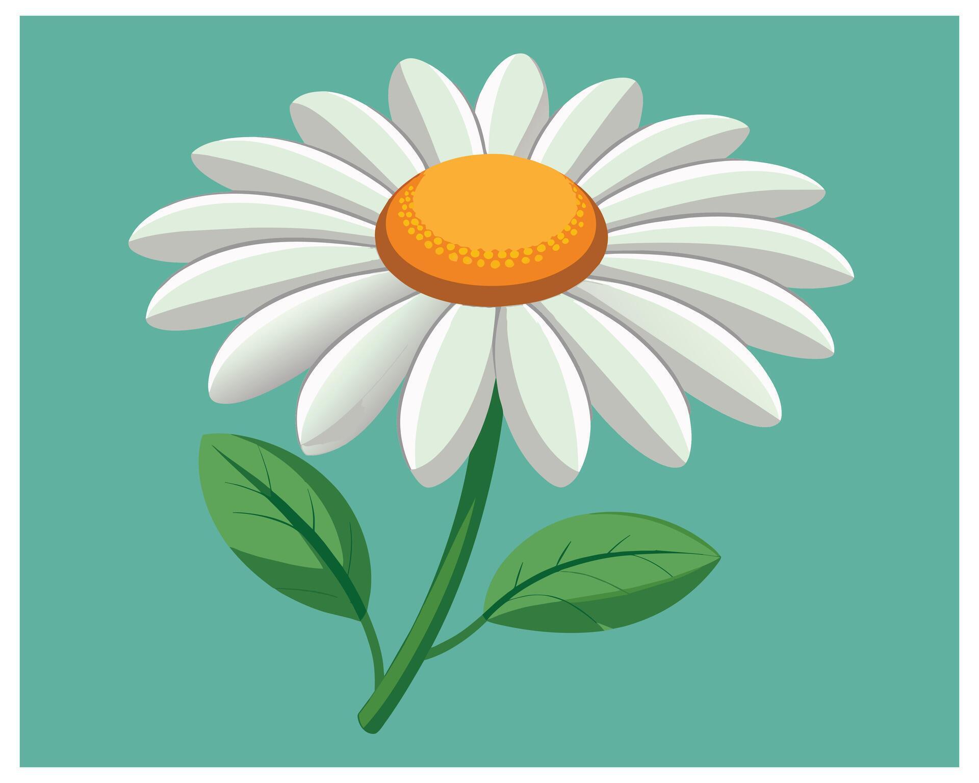 Cartoon Daisy Flower Vector Design On White Background illustration Stock Free