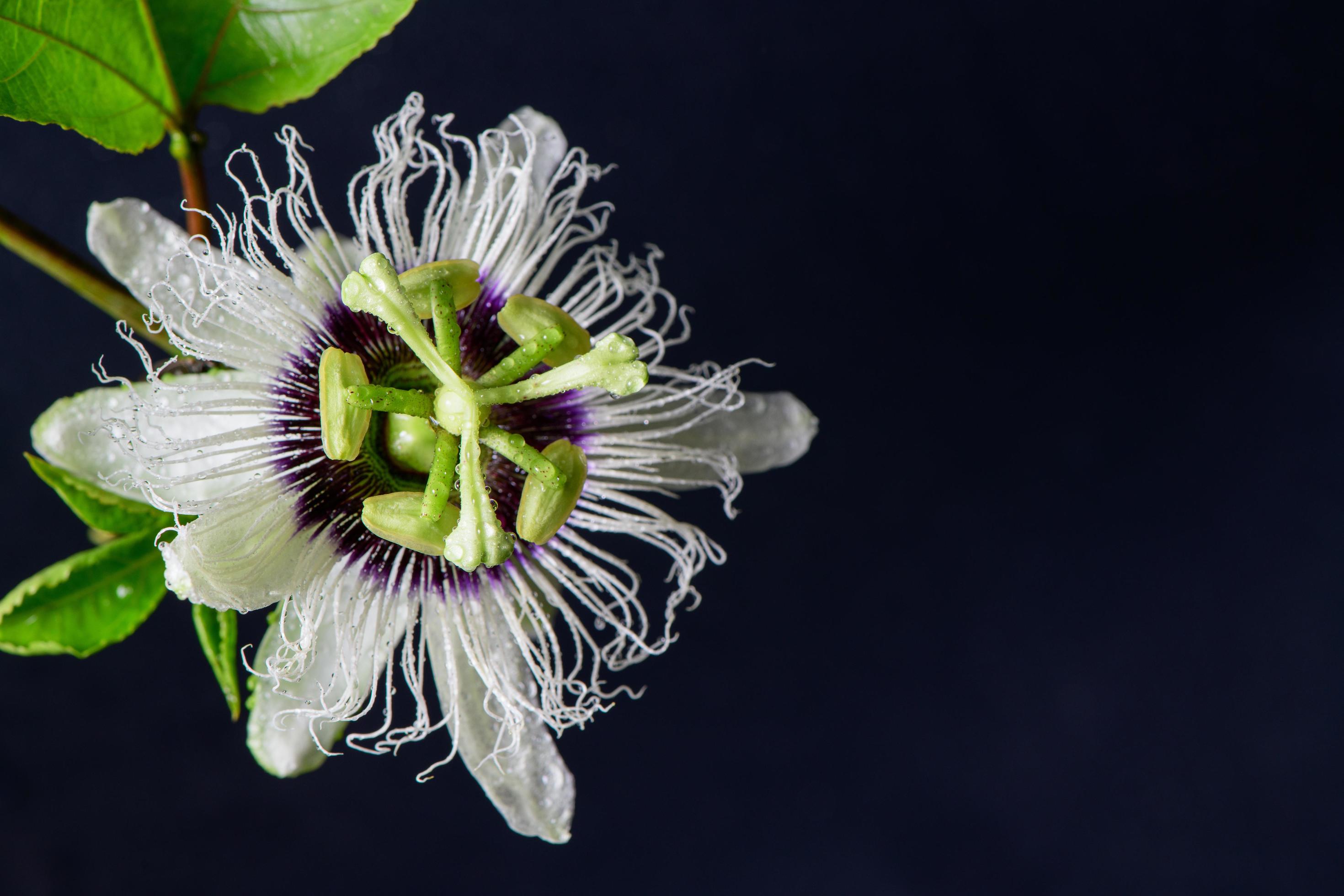 Passion fruit flower on black background, healthy fruit Stock Free