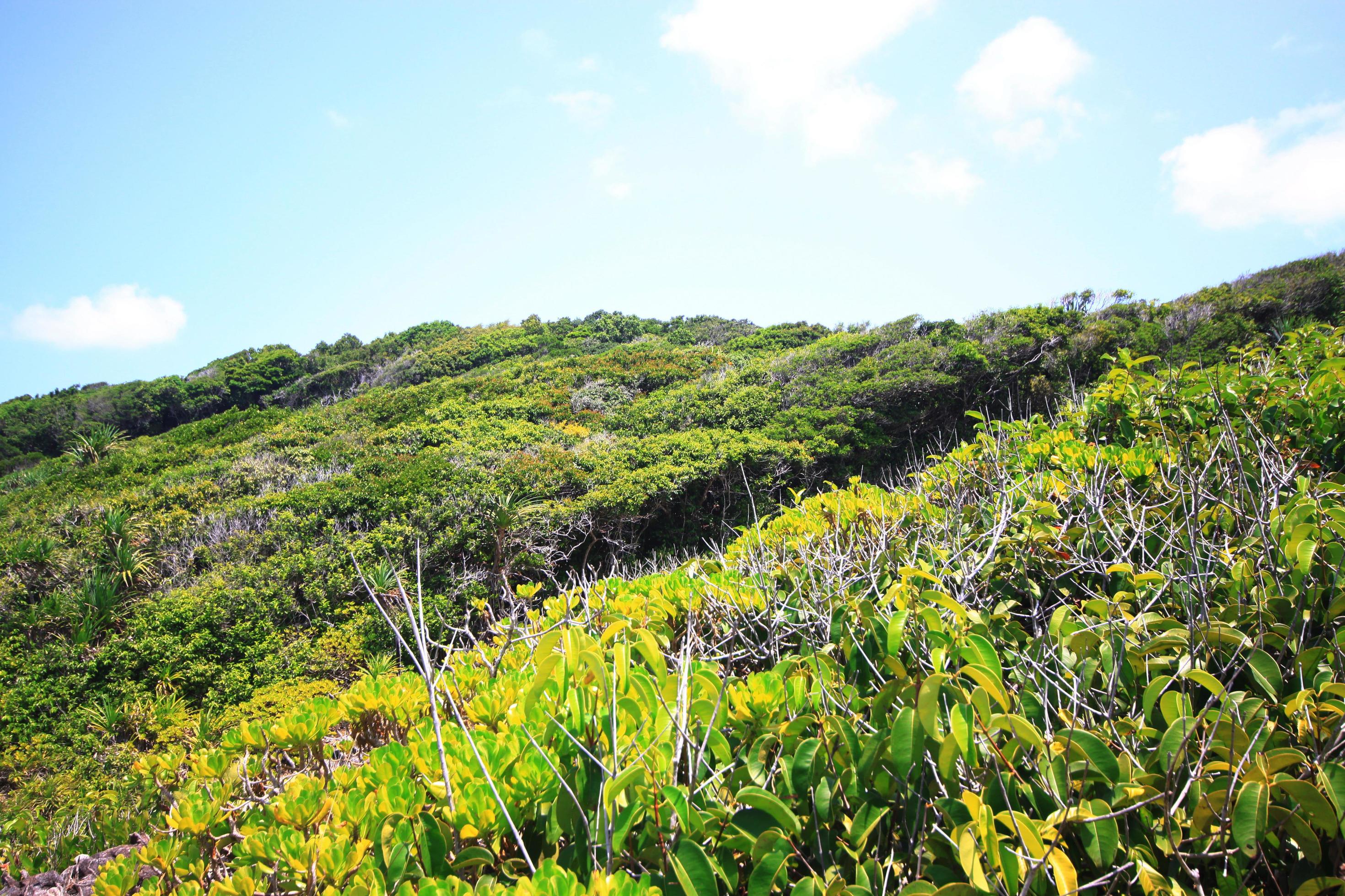 Beautiful paradise of summer in rainforest near seaside and blue sky on rock mountain Cape. Tropical Beach plants and jungle island Stock Free