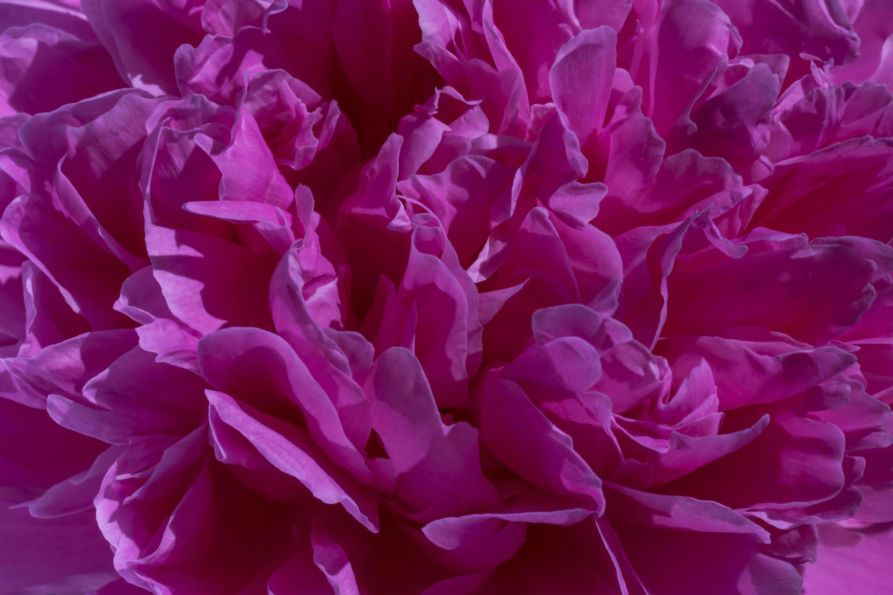 close up of purple peony flower Stock Free