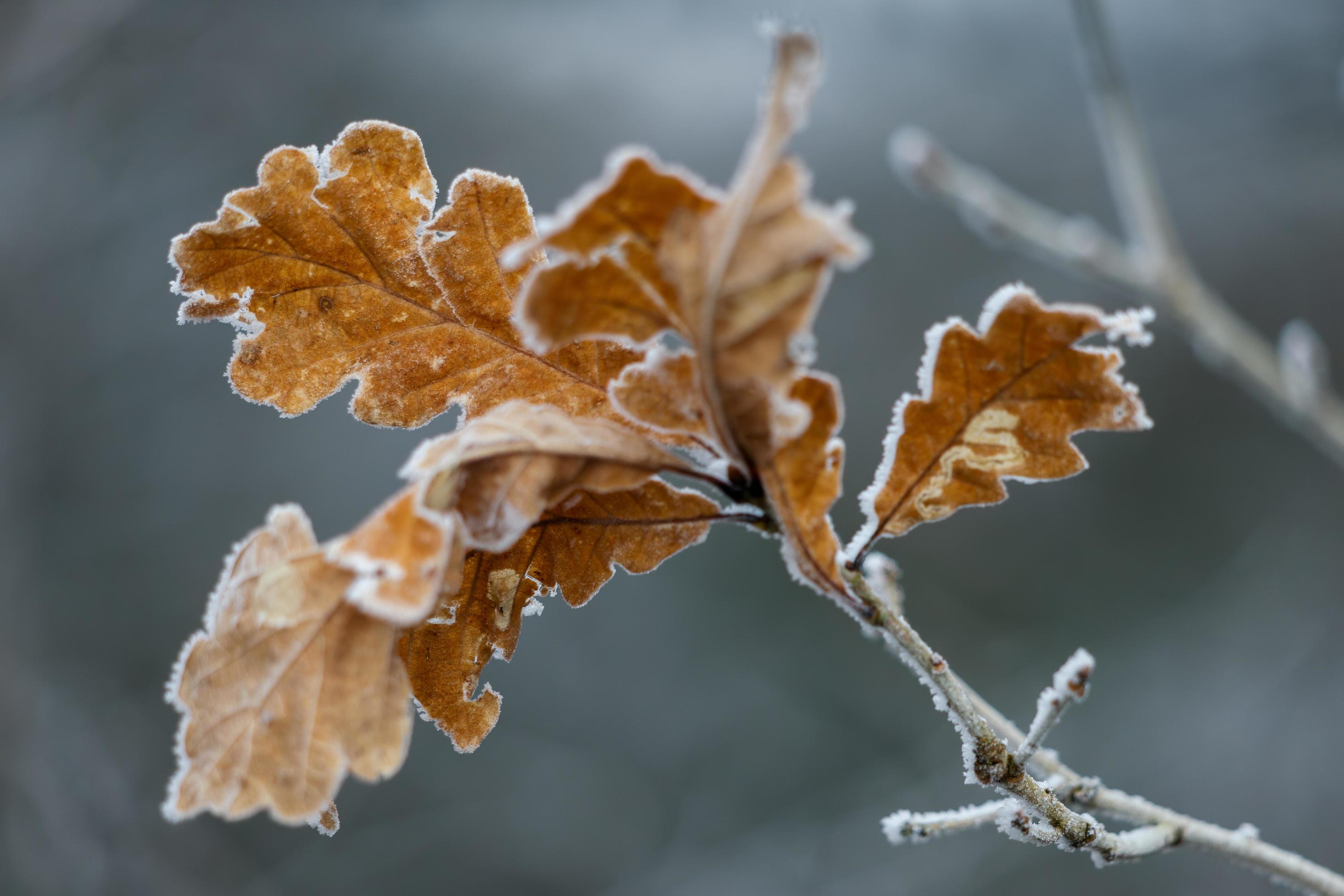 Frozen leaves of an Oak tree covered with frost Stock Free