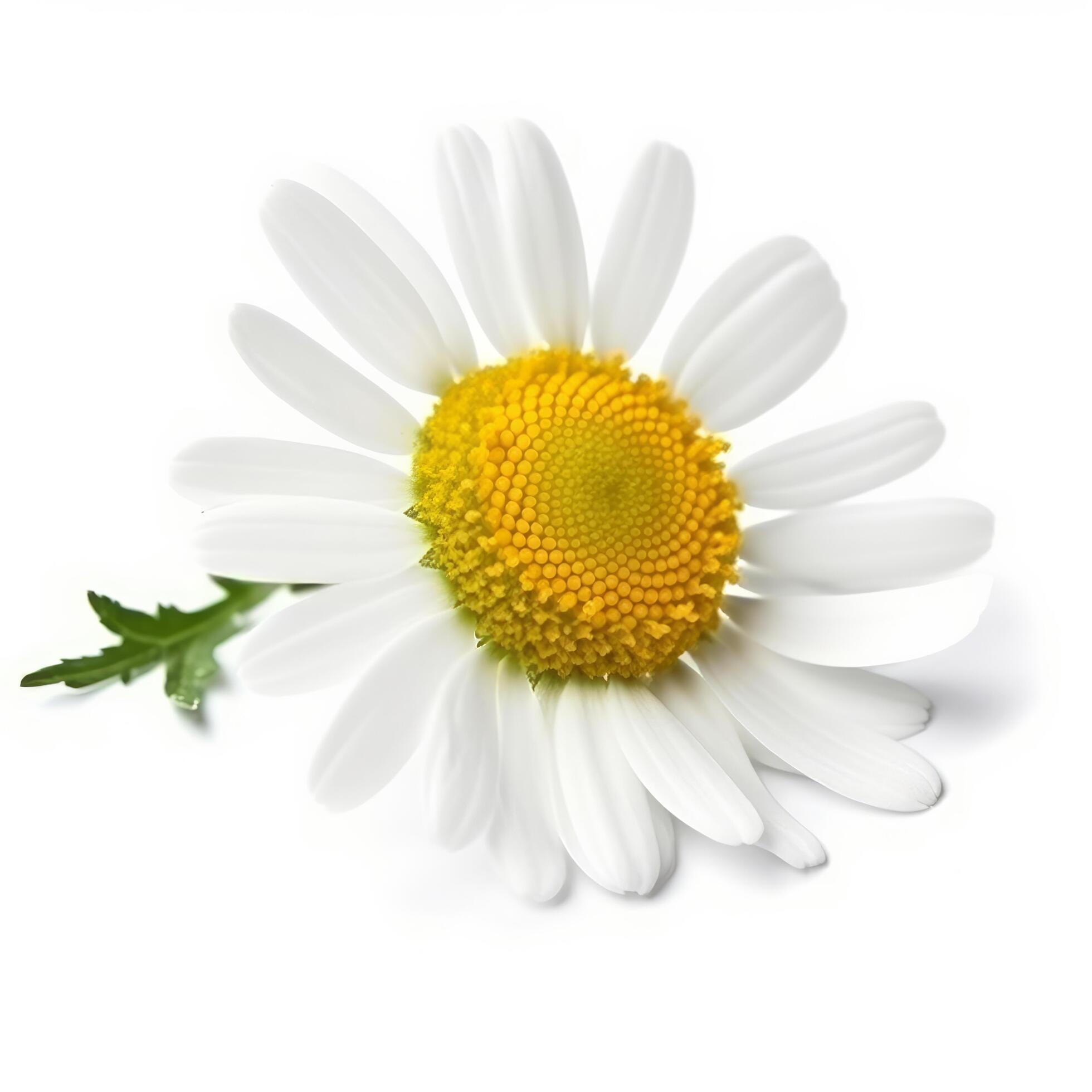 Chamomile flower on white background. Illustration Stock Free