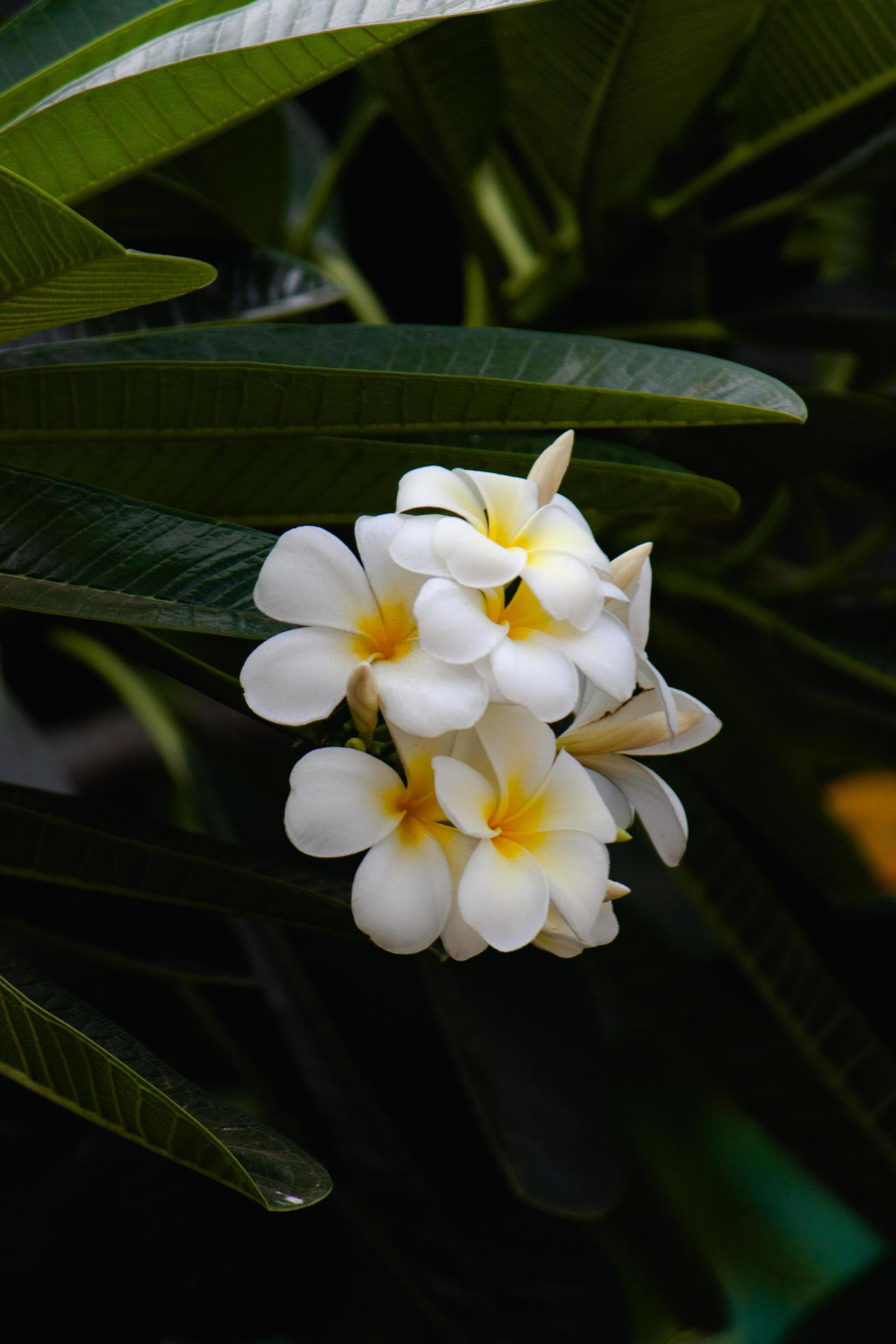 pulmeria flower in the garden Stock Free