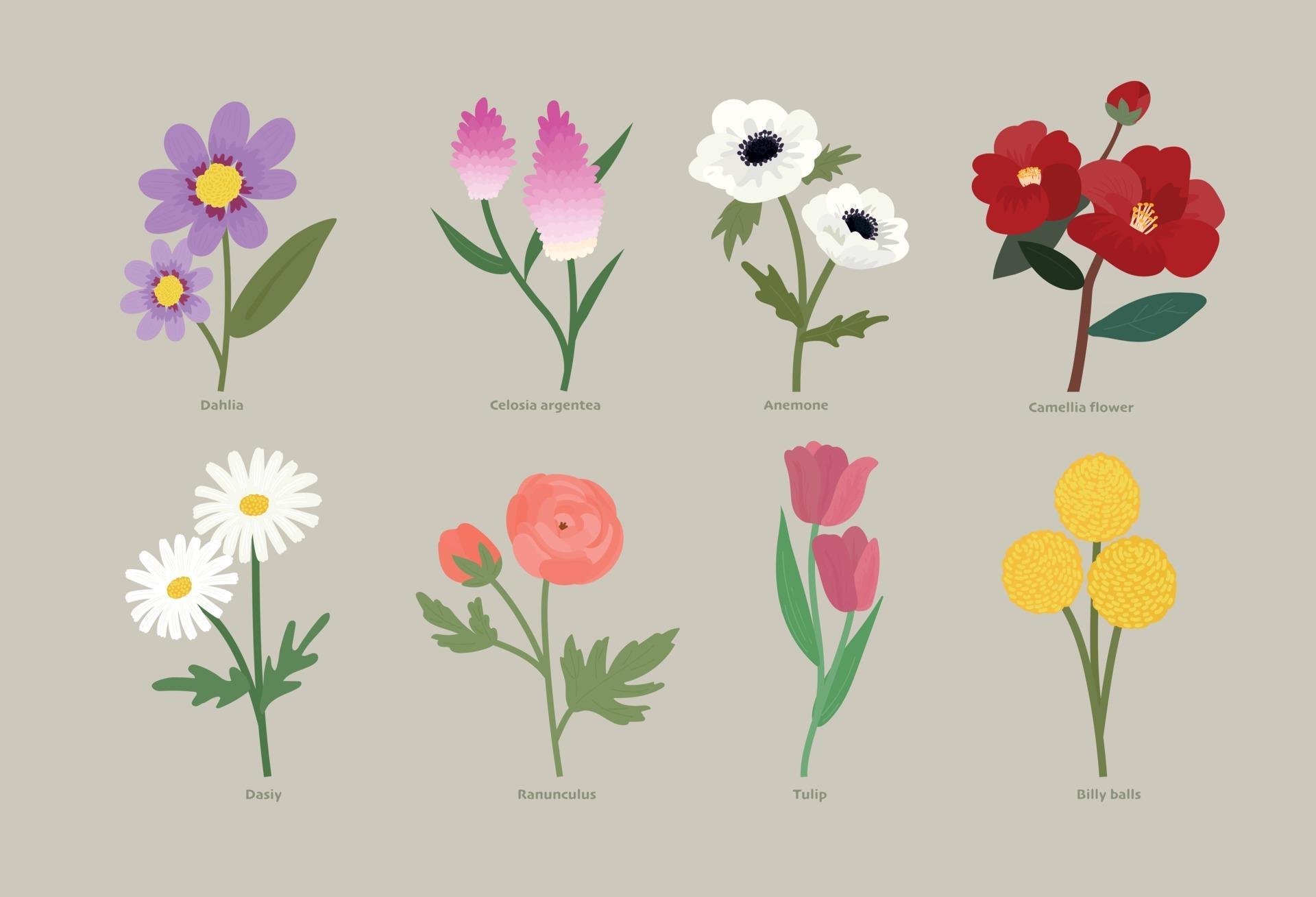 Types of flowers Stock Free