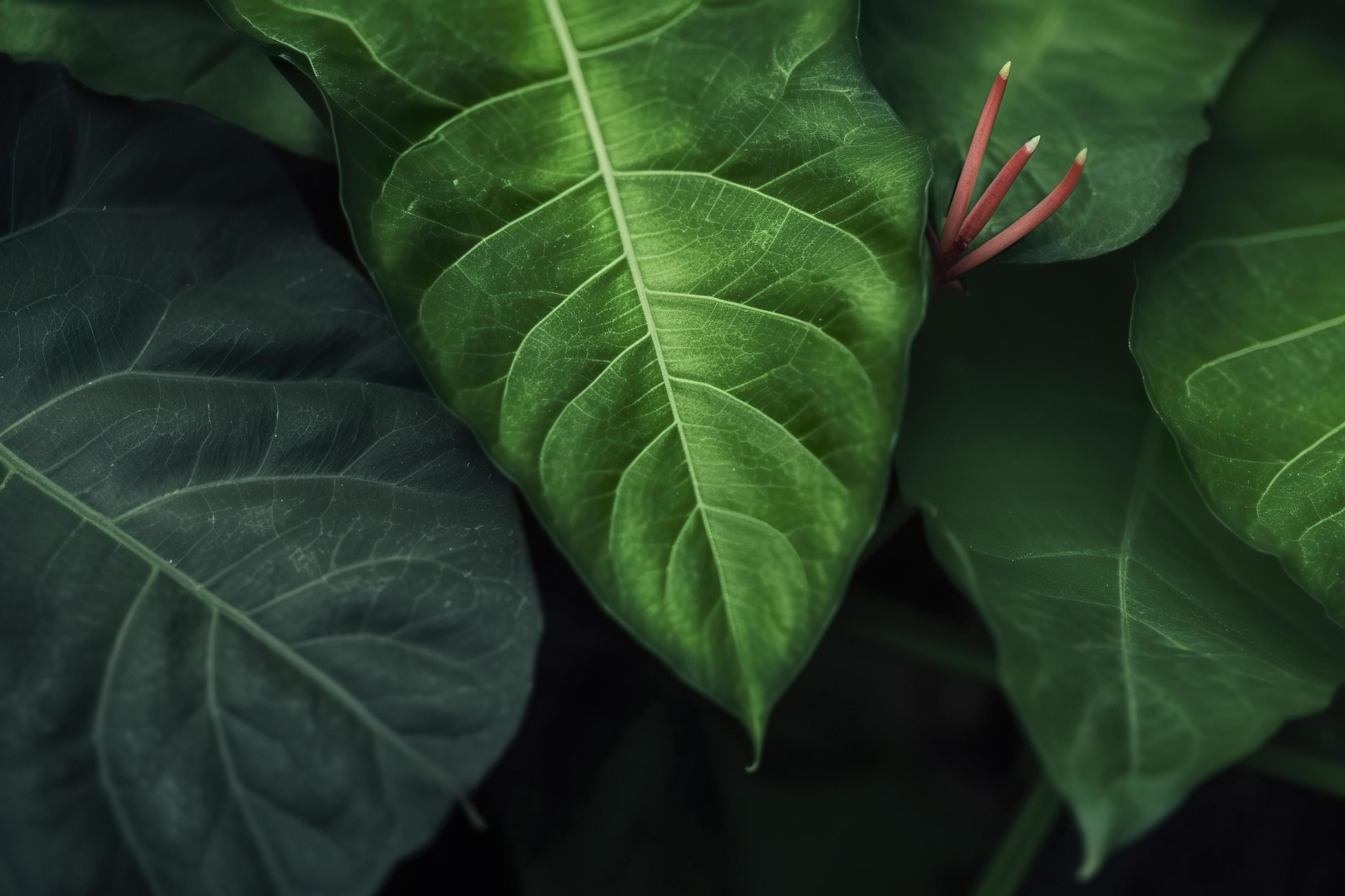 Tropical leaves colorful flower on dark tropical foliage nature background dark green foliage nature, generat ai Stock Free