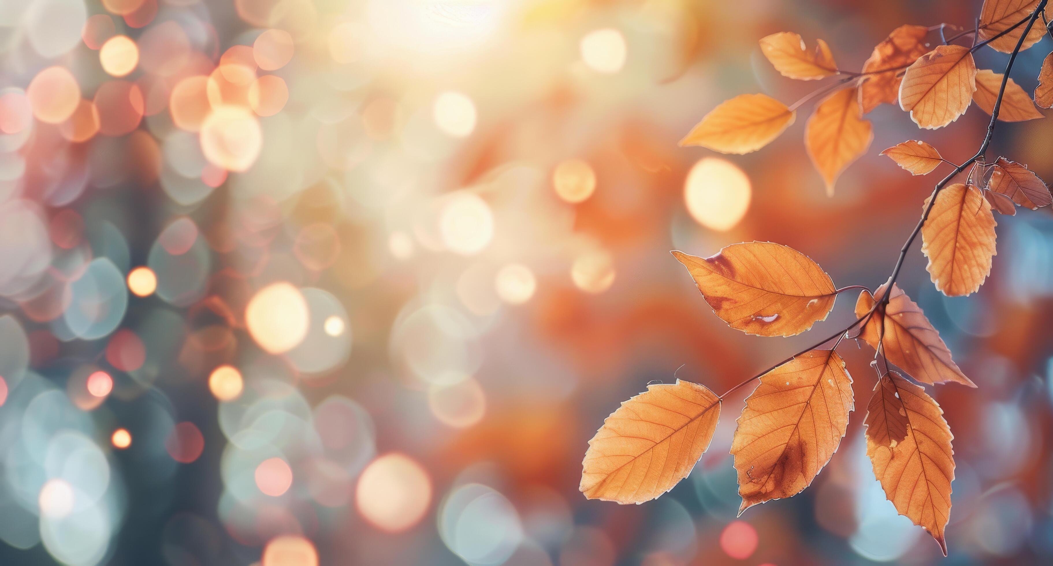 Autumn Leaves With Bokeh Background Stock Free