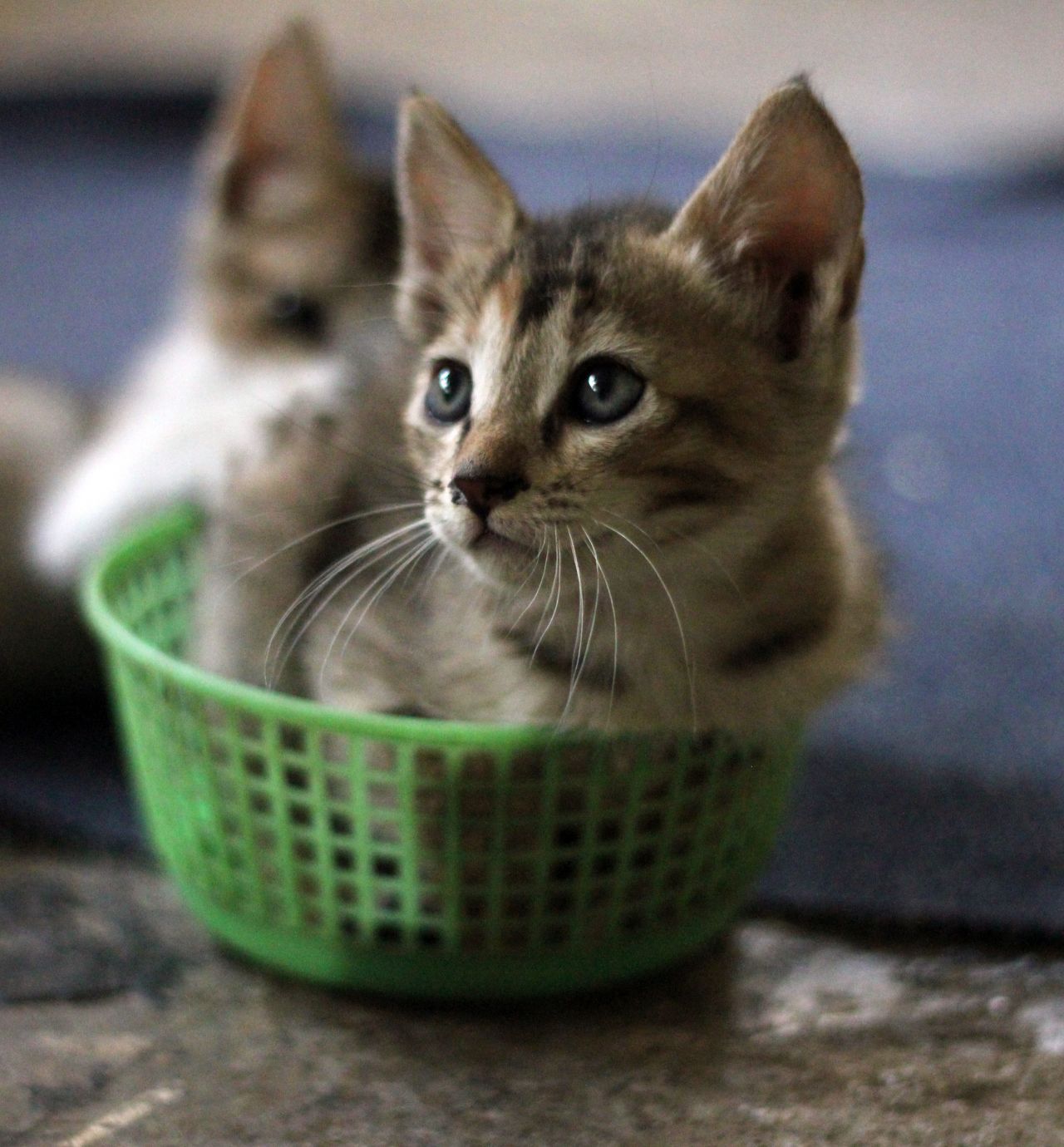 Two Kittens In Basket Stock Free