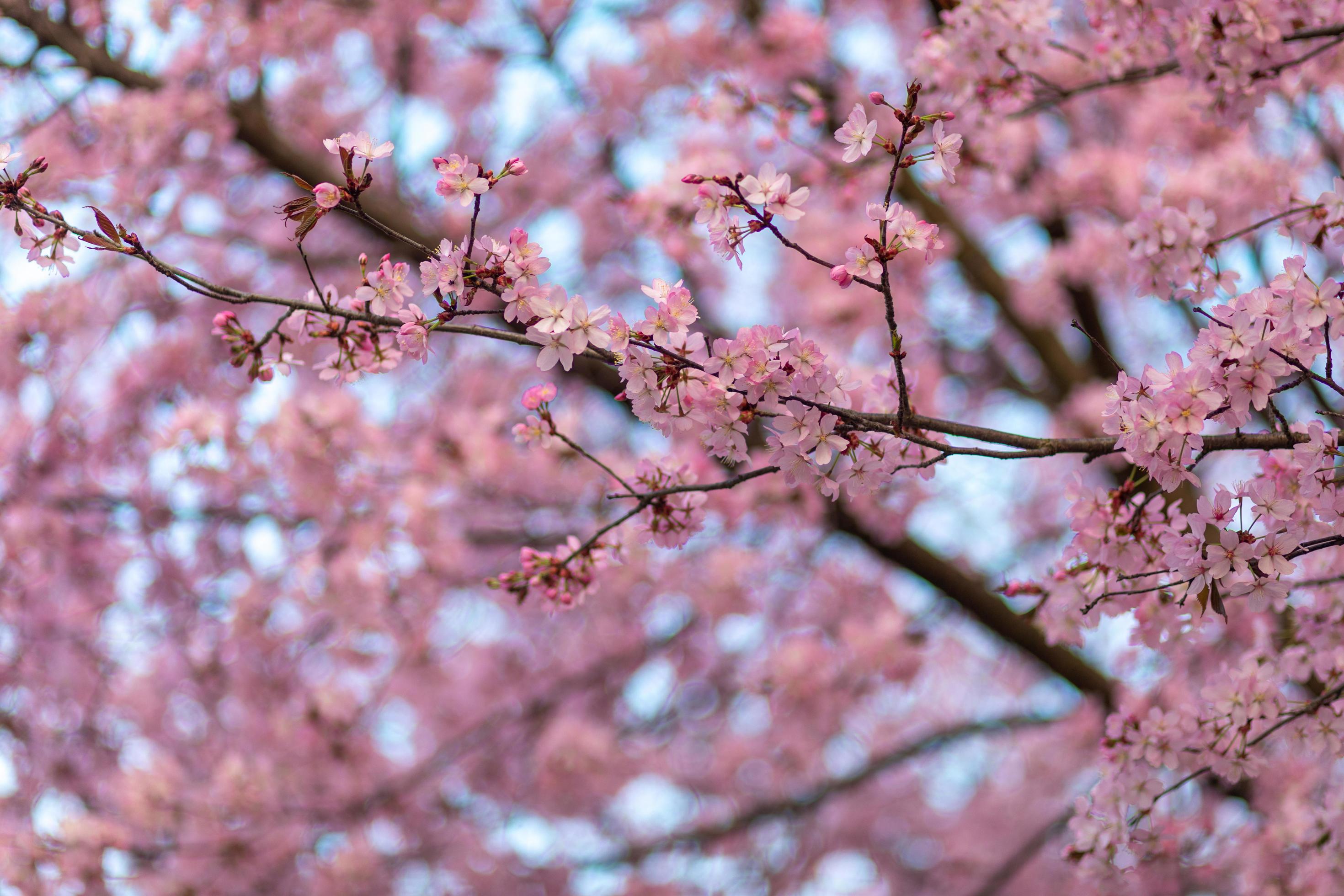 Cherry Blossom – Clourfull image of the cherry blossom flowers on the tree Stock Free