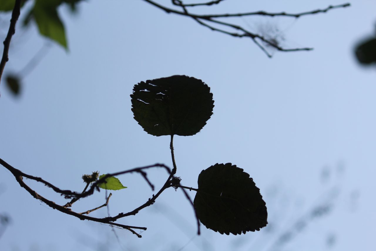 Leaves Silhouette Blue Sky Stock Free