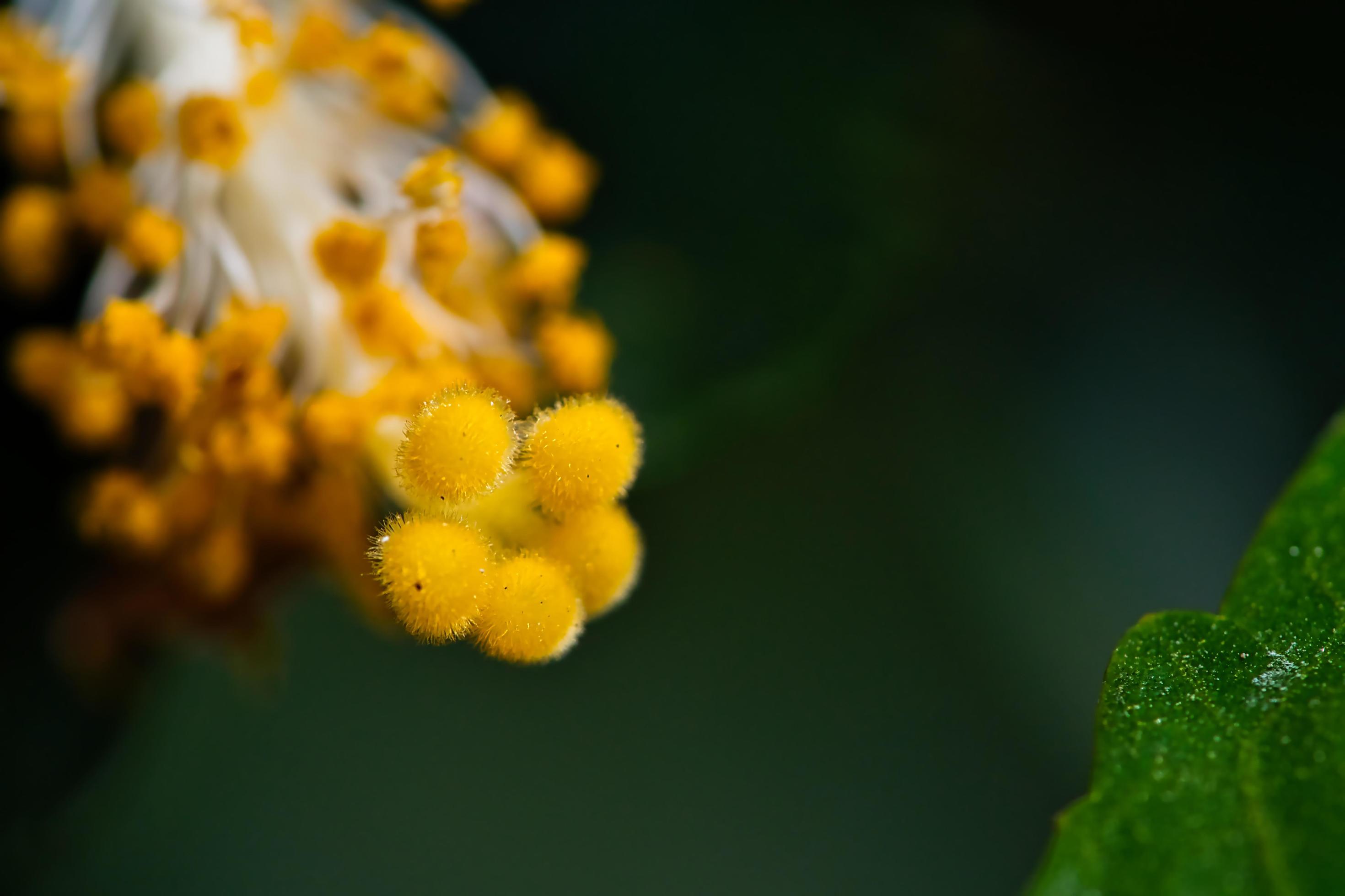 Hibiscus Flower Pollen Stock Free