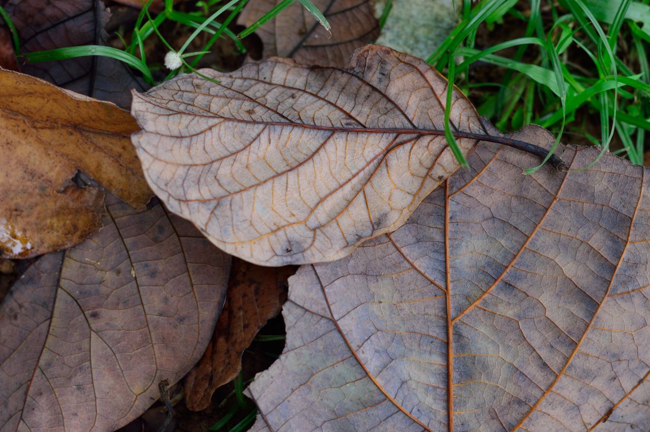 Dry leaves Stock Free