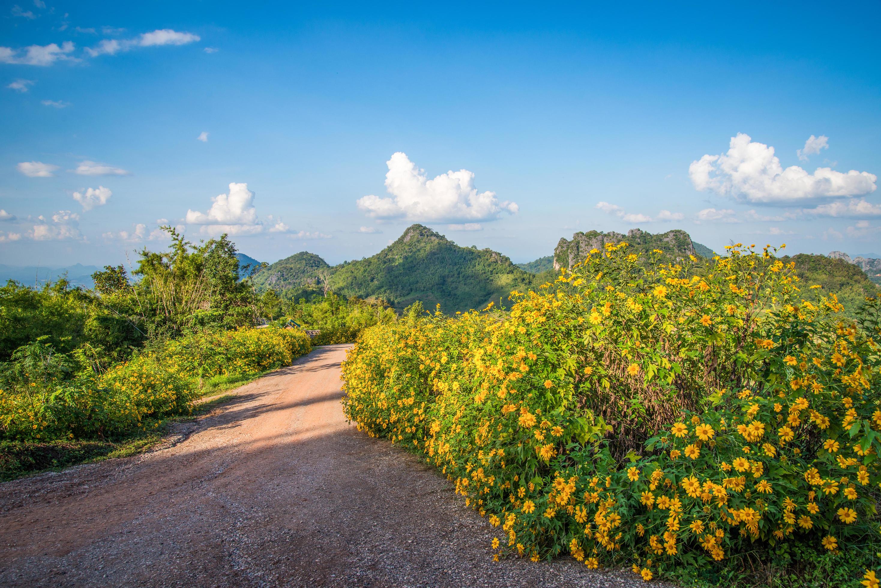 Landscape Thailand beautiful mountain scenery view on hill with tree marigold flower field Stock Free