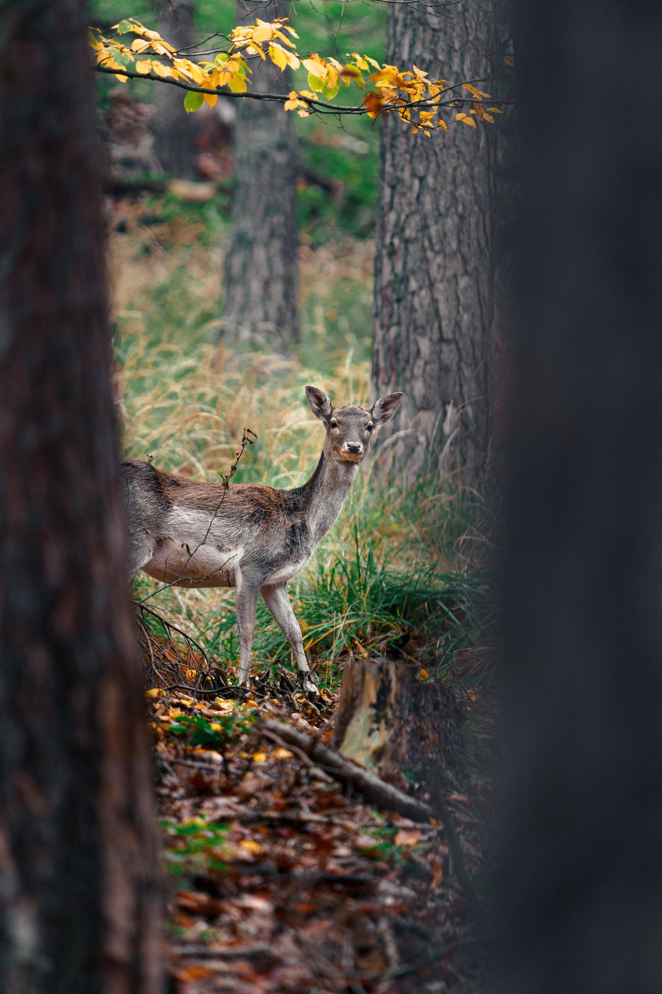 European fallow deer Stock Free