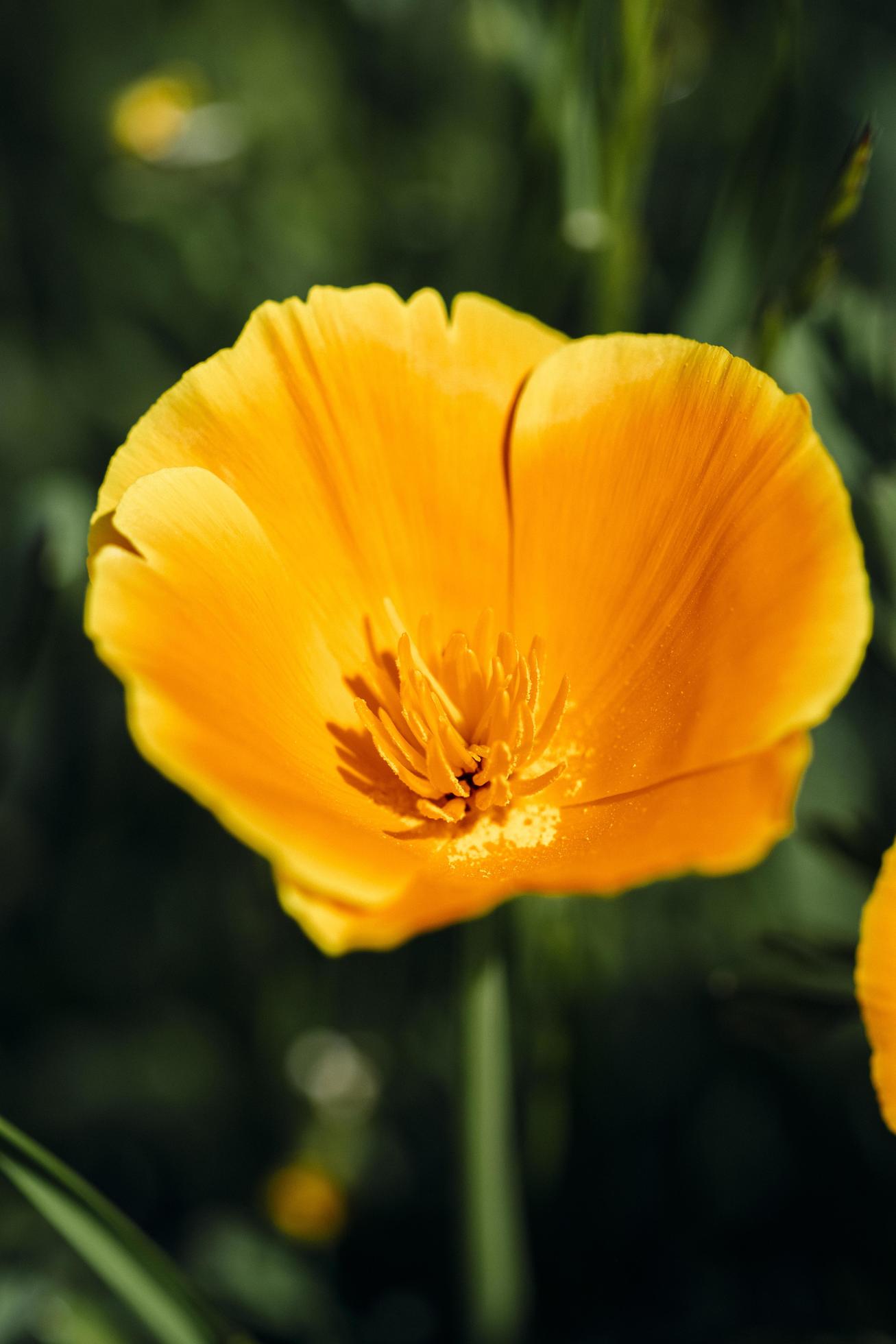 A single yellow flower in the sun Stock Free