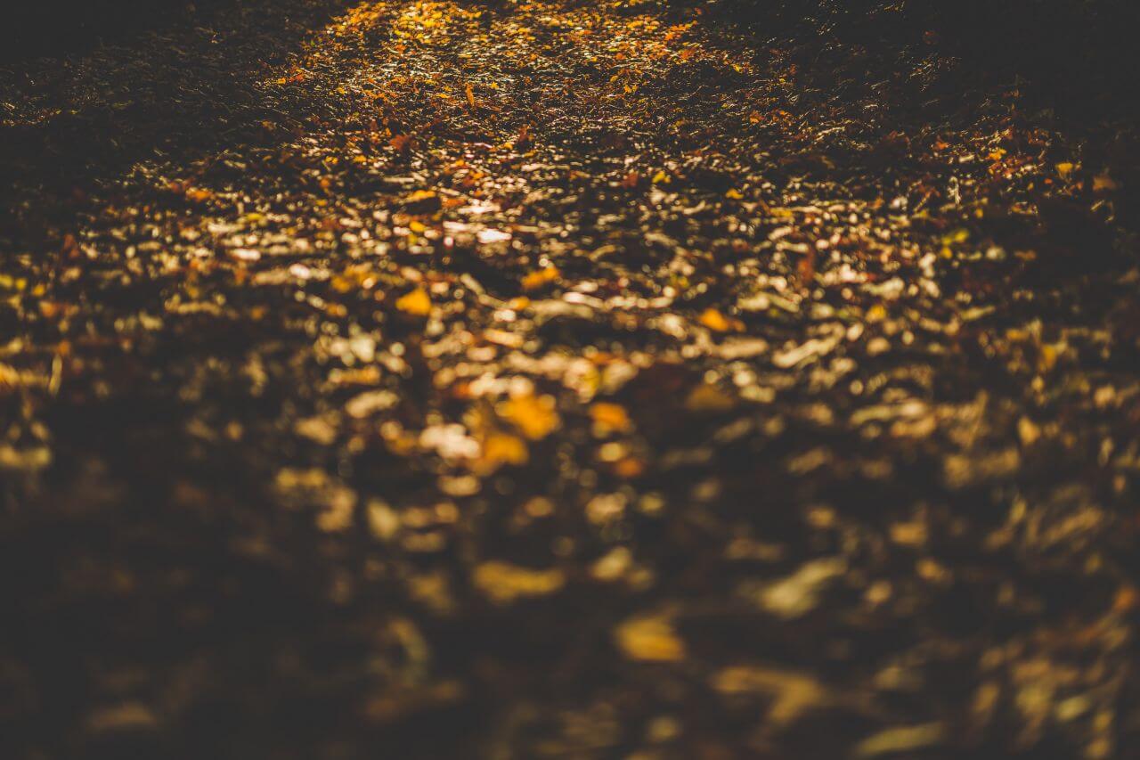 Forest Floor Leaves Autumn Stock Free