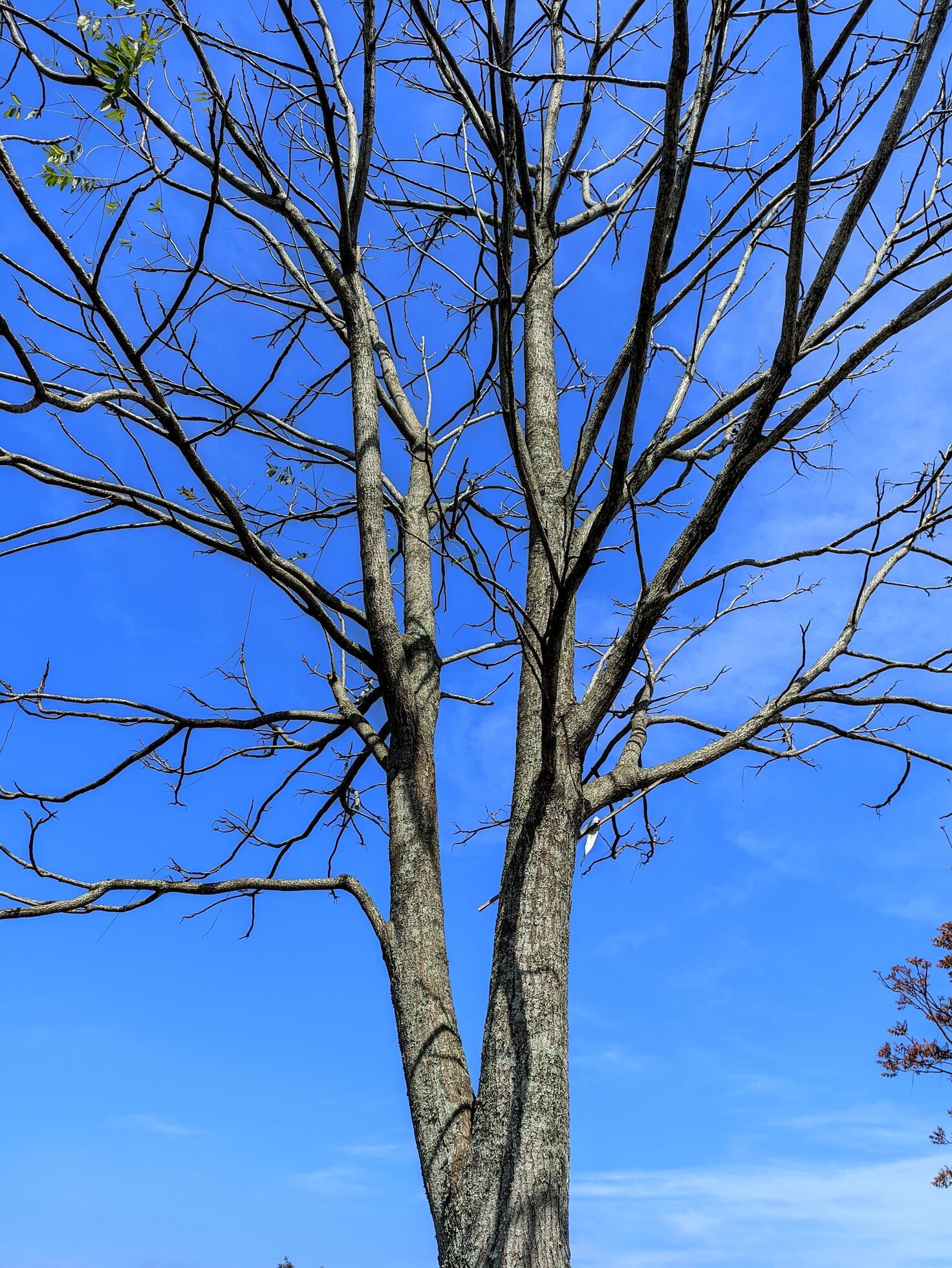 Dry tree branches without leaves on a blue morning sky background Stock Free