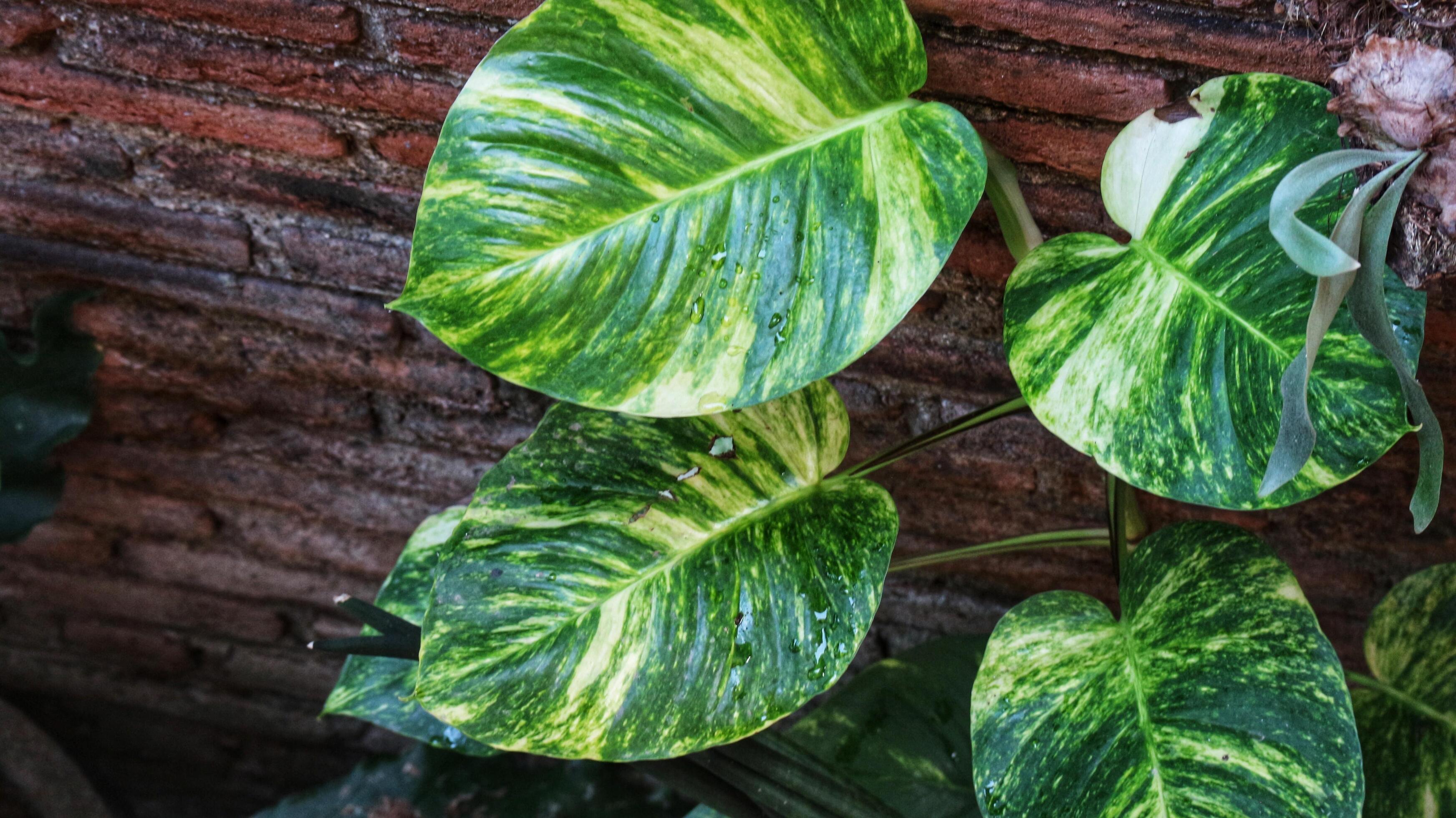 Devil’s ivy plant, is considered lucky in Feng Shui. Part of the Money plant family Stock Free