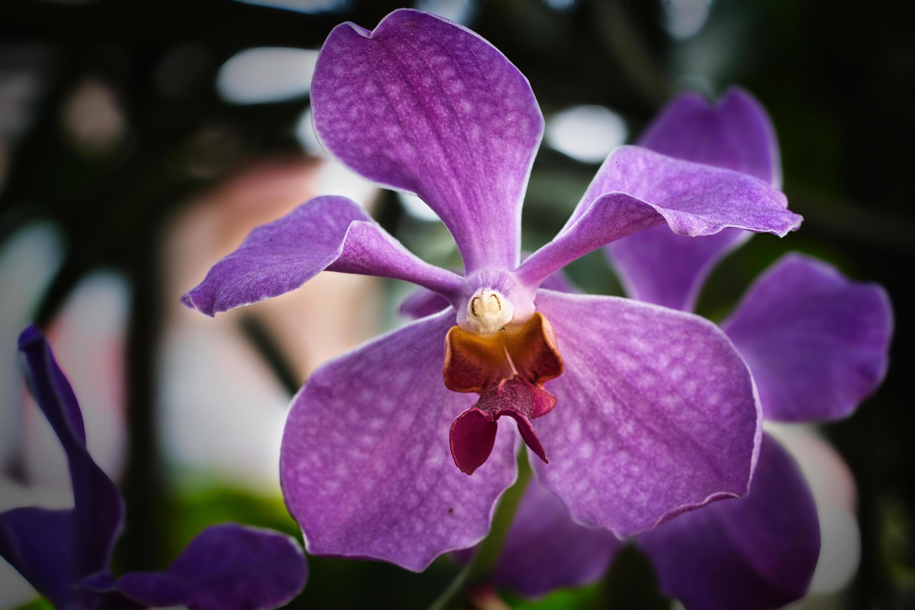 orchid flower macro Stock Free