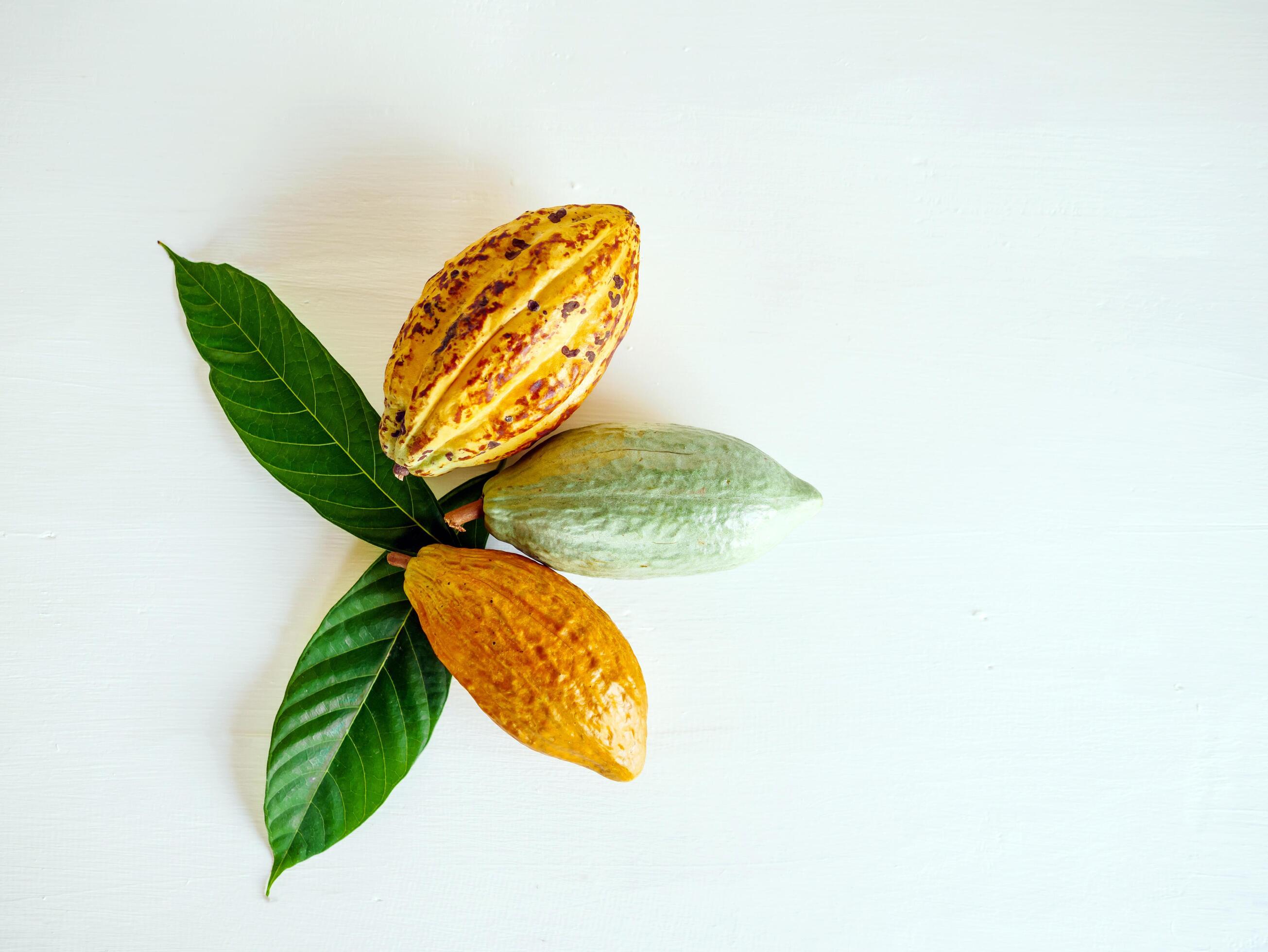 Ripe yellow cacao pod,Top view of fresh ripe cacao and green raw cacao fruit on white wooden background Stock Free