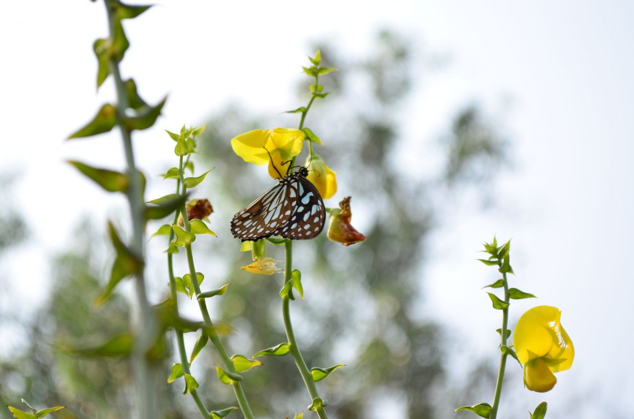 Blue Tiger Butterfly On Flower Stock Free