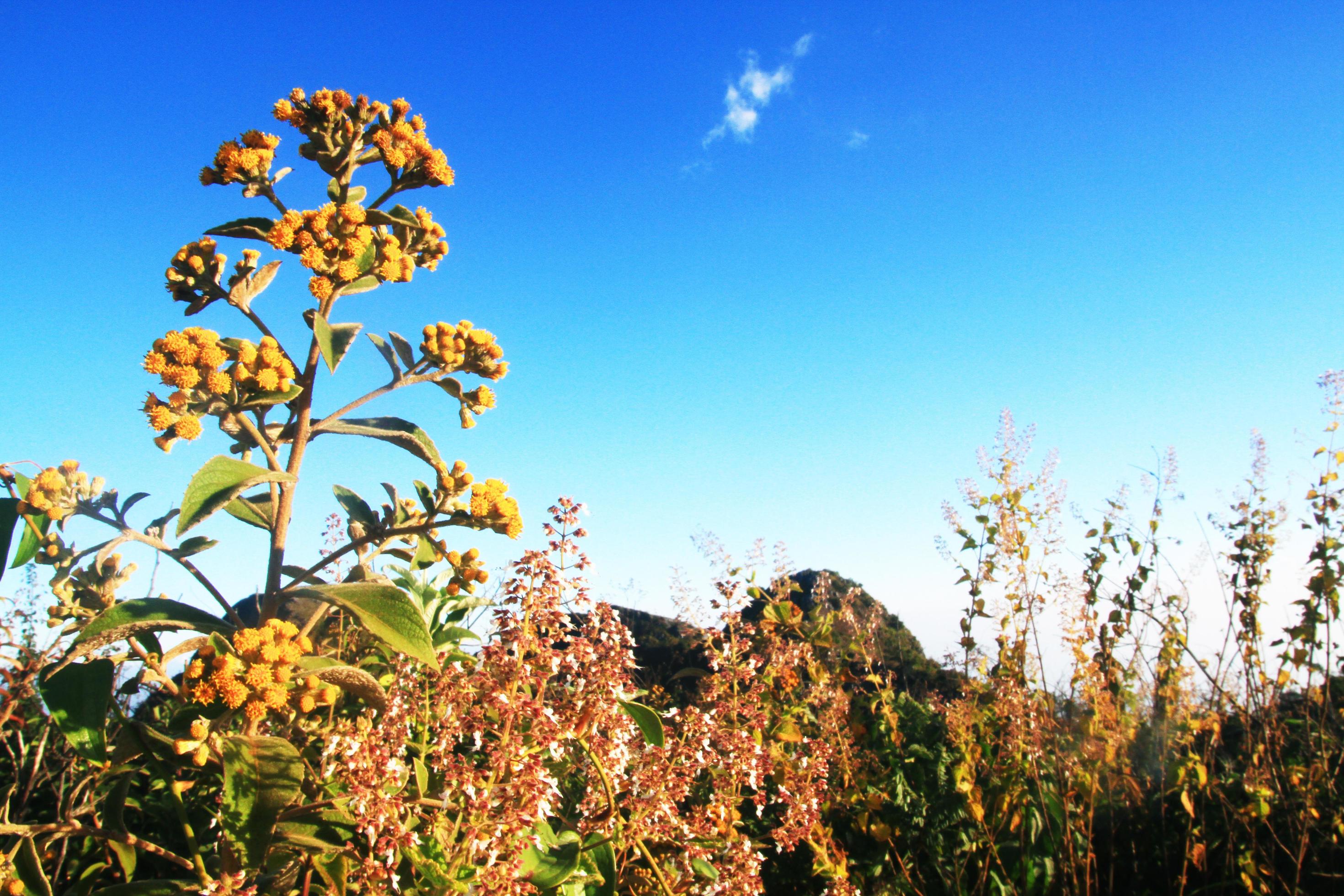 Inula Cappa HAM. DC. is Wild flowers on the Chiang Dao mountain, Chiangmai at Thailand Stock Free