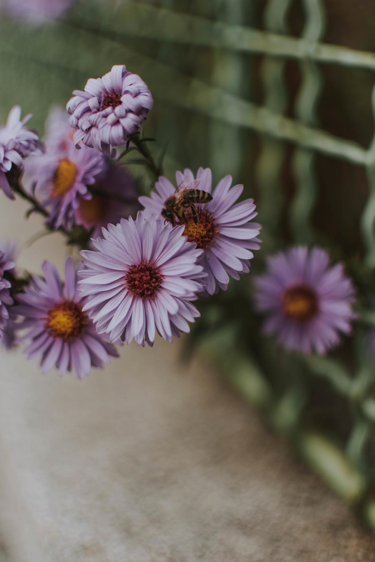 Purple flowers growing through fence Stock Free